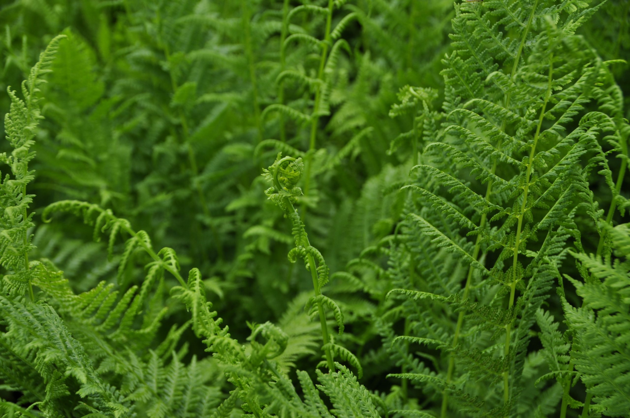 7706_athyrium_filix_femina_BG_005.jpg