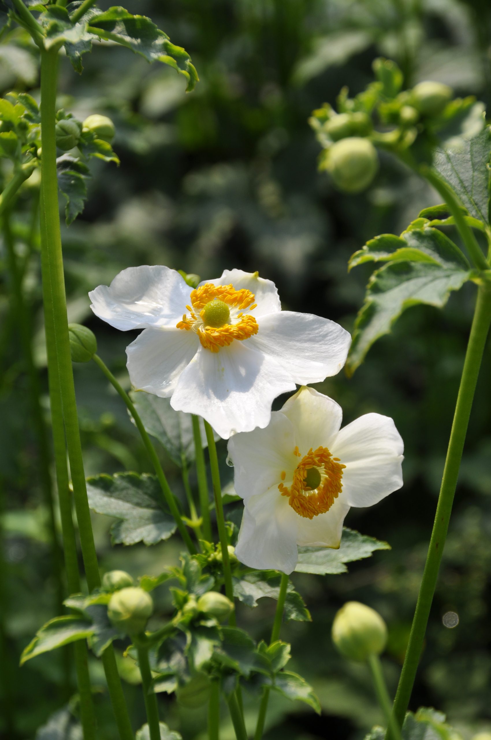 7723_anemone_japonica_lady_maria_BG_003.jpg
