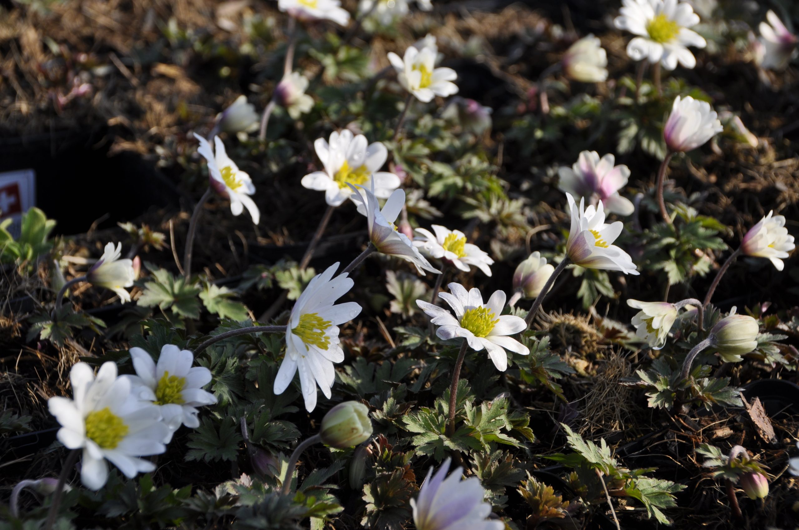 7725_anemone_blanda_white_splendour_BG_005.jpg