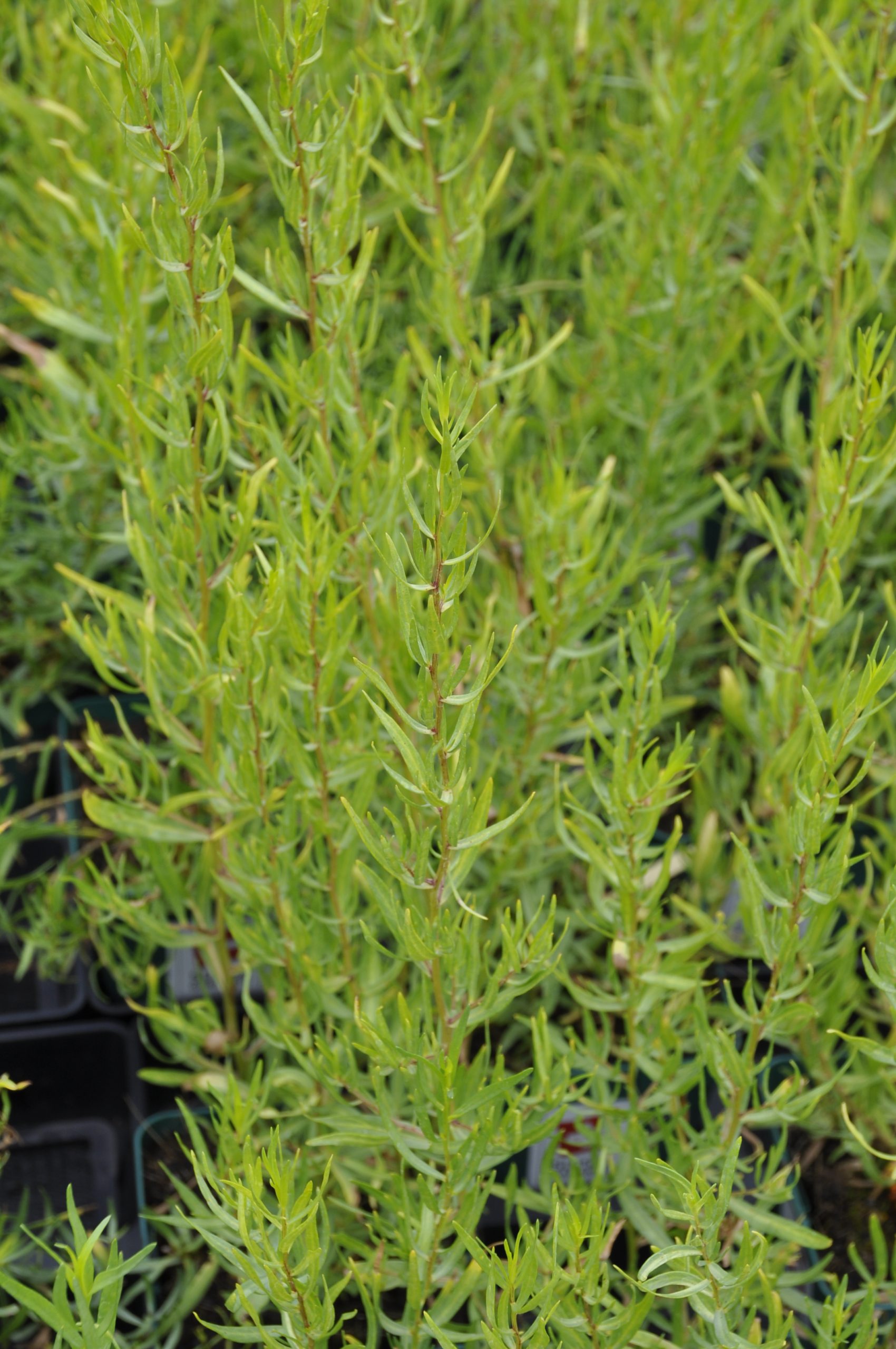 7727_artemisia_dracunculus_sativa_BG_001.jpg