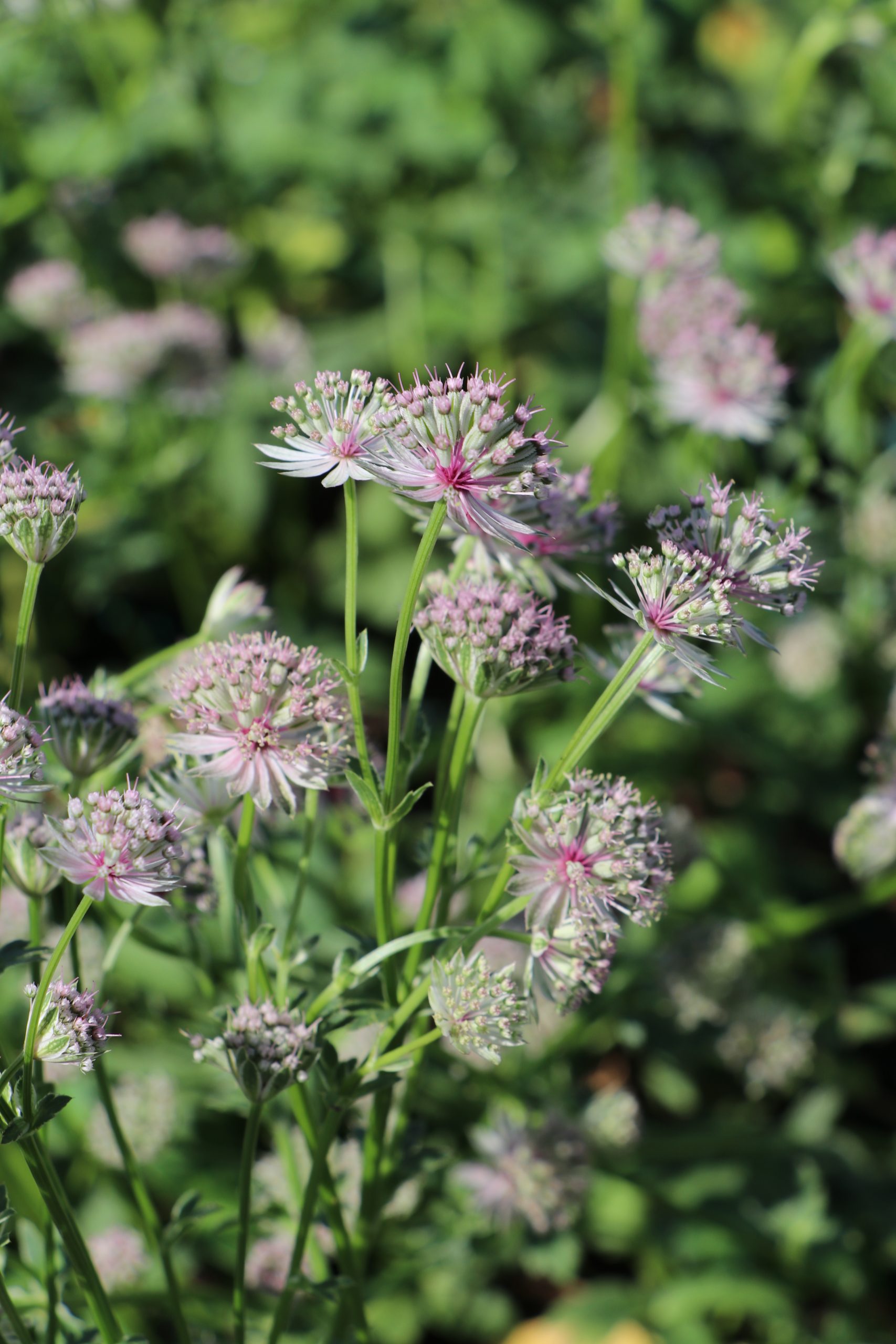 7738_astrantia_major_roma_BG_005.jpg