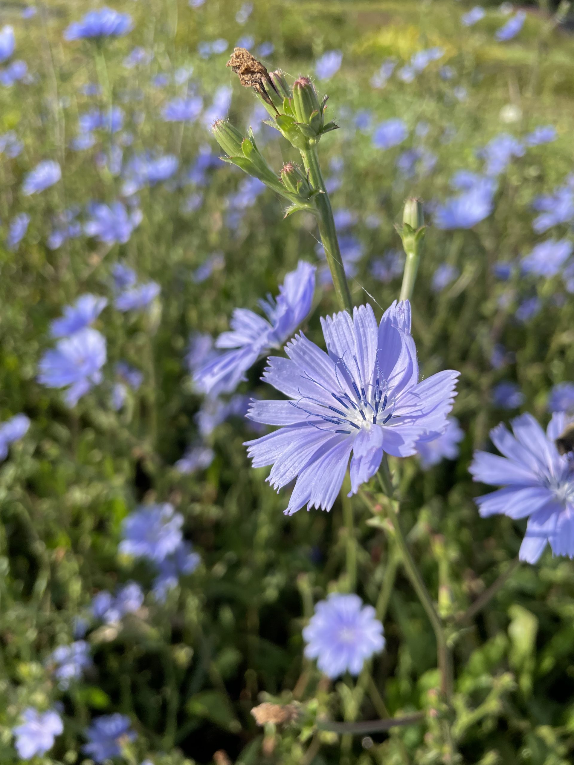 7774_cichorium_intybus_BG_004.jpg