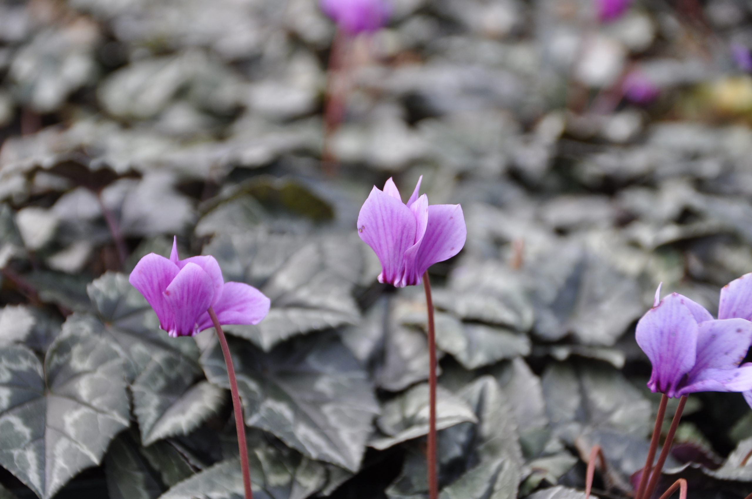 7789_cyclamen_hederifolium_rosenteppich_BG_001.jpg