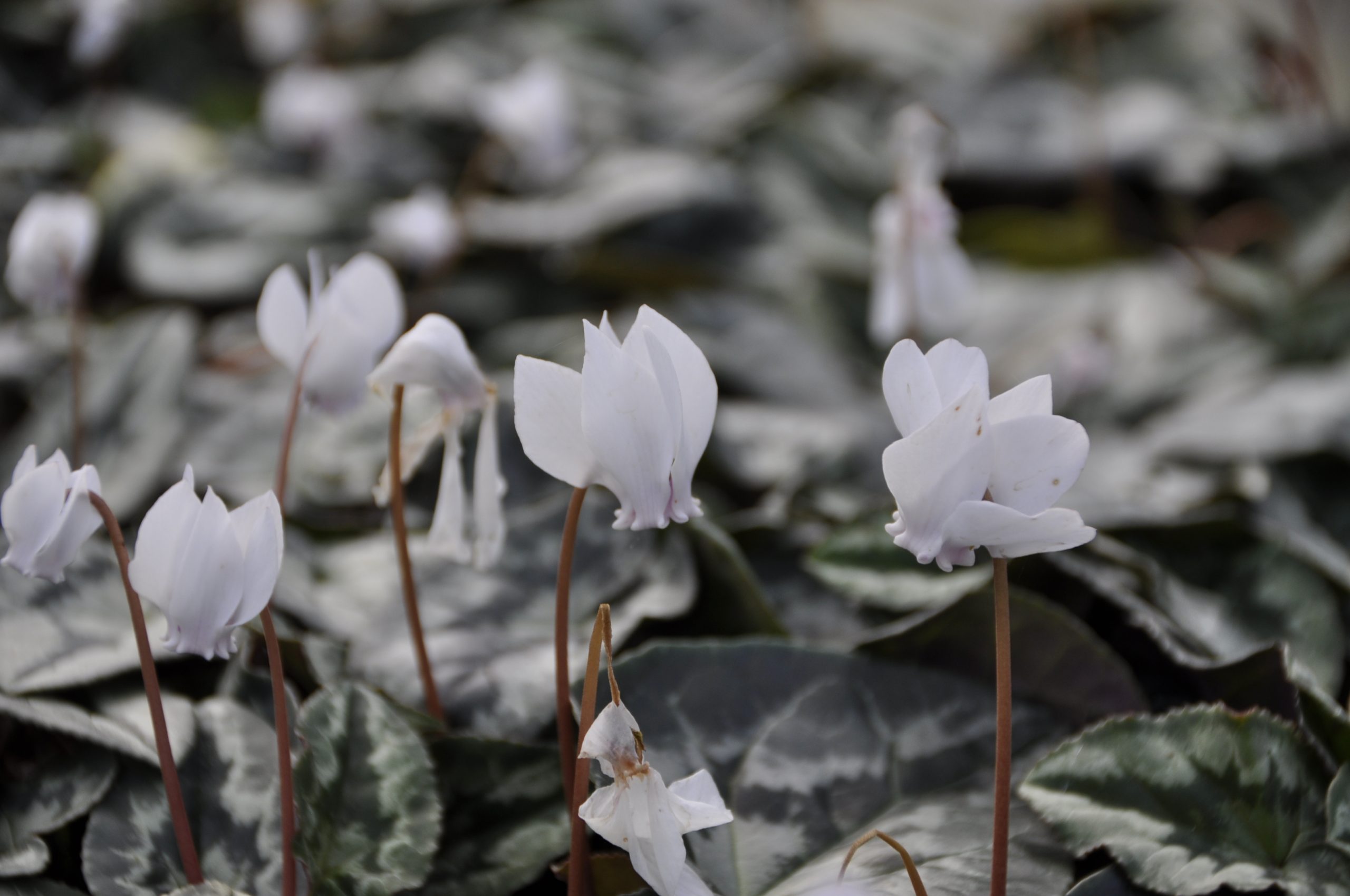 7790_cyclamen_hederifolium_perlenteppich_BG_001.jpg