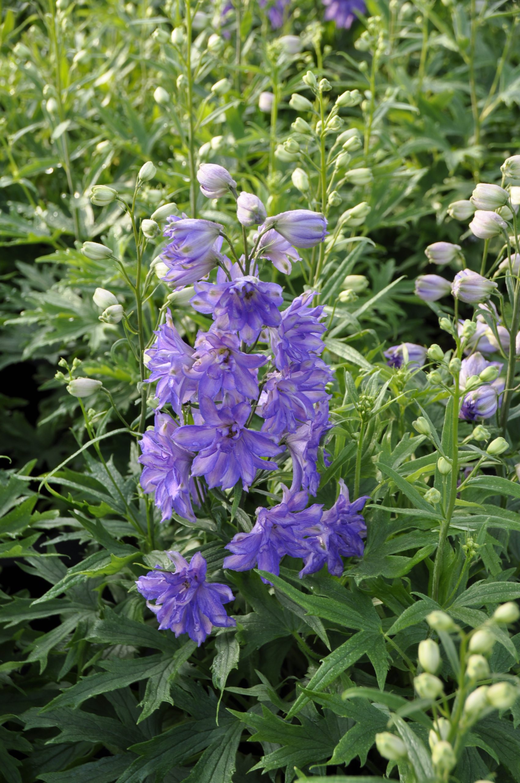 7798_delphinium_delgenius_breezin_BG_003.jpg