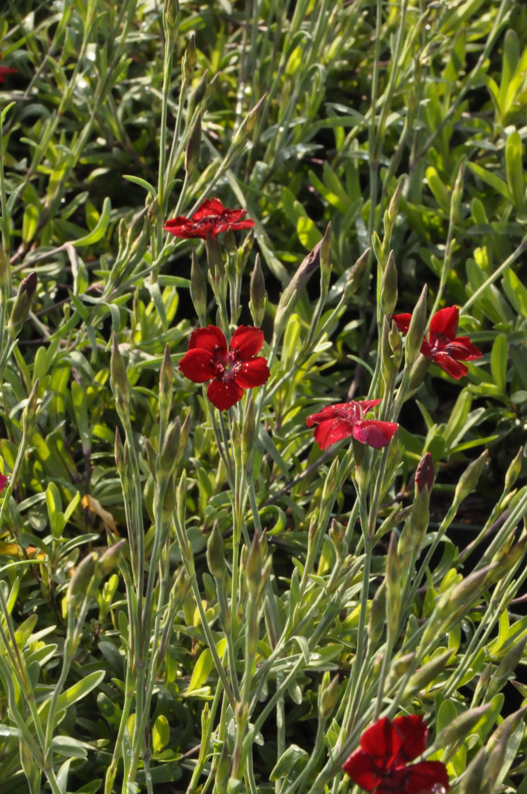 7803_dianthus_deltoides_leuchtfunk_BG_002.jpg