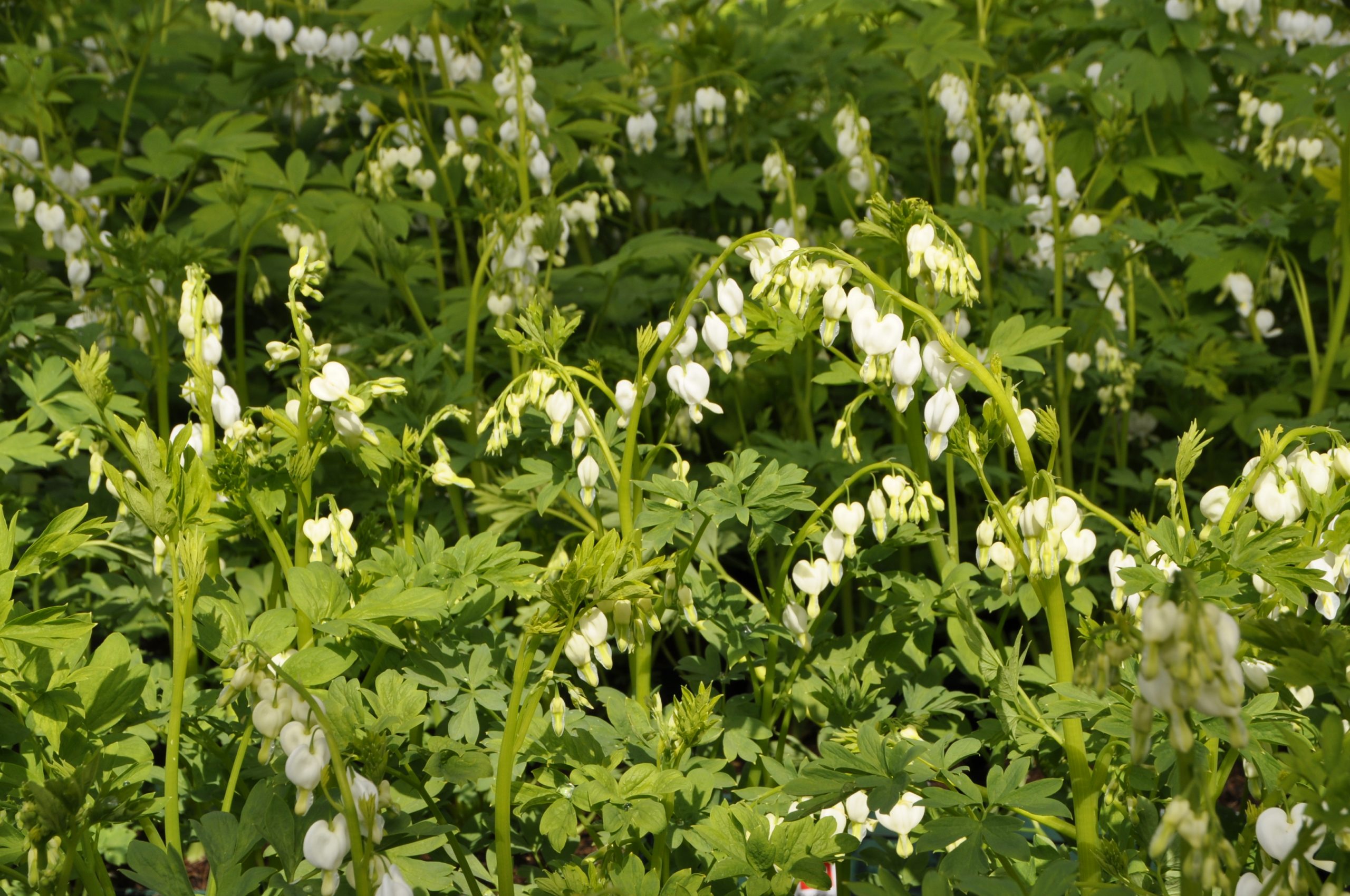 7805_dicentra_spectabilis_alba_BG_002.jpg