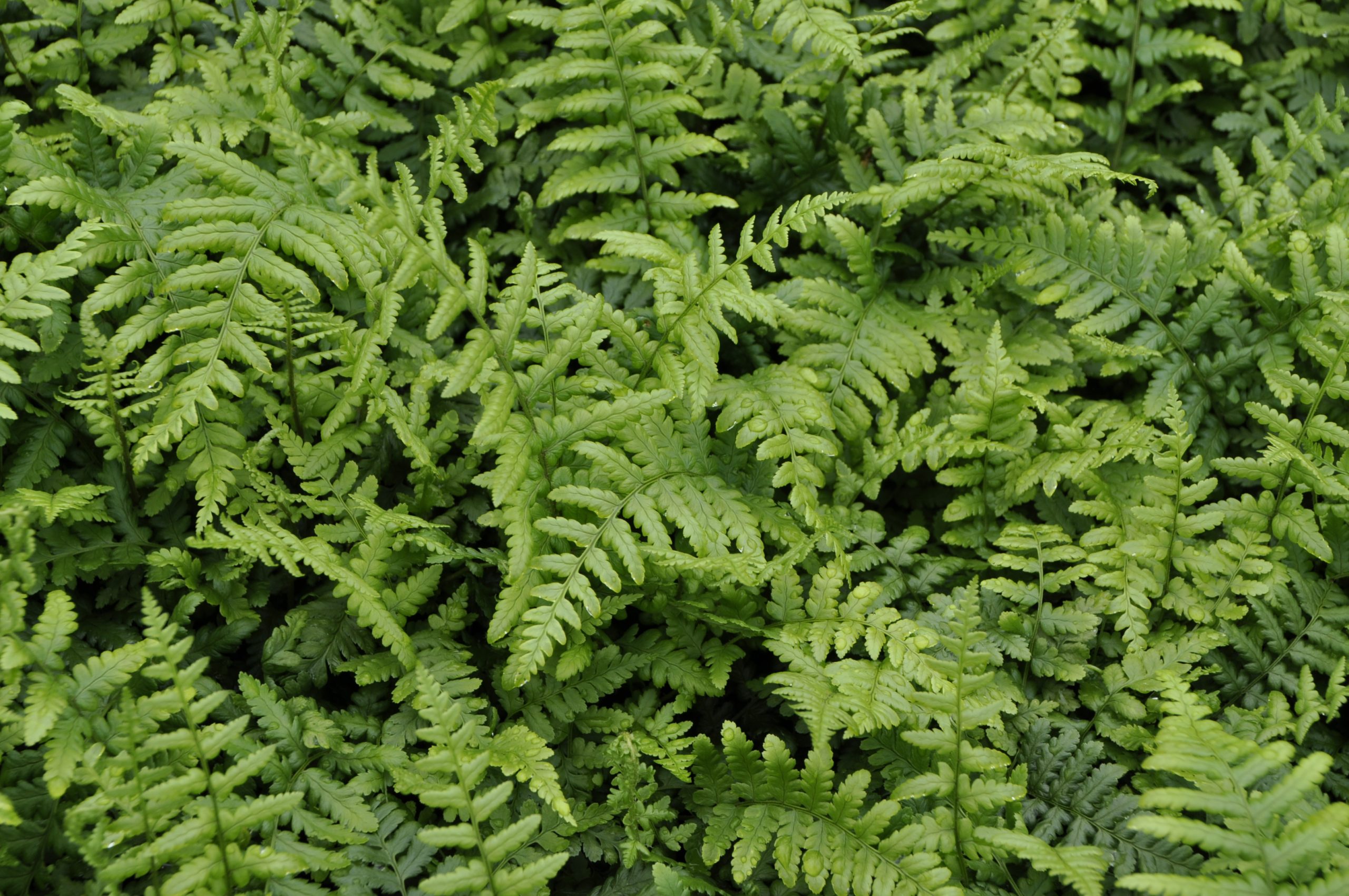 7810_dryopteris_affinis_BG_003.jpg