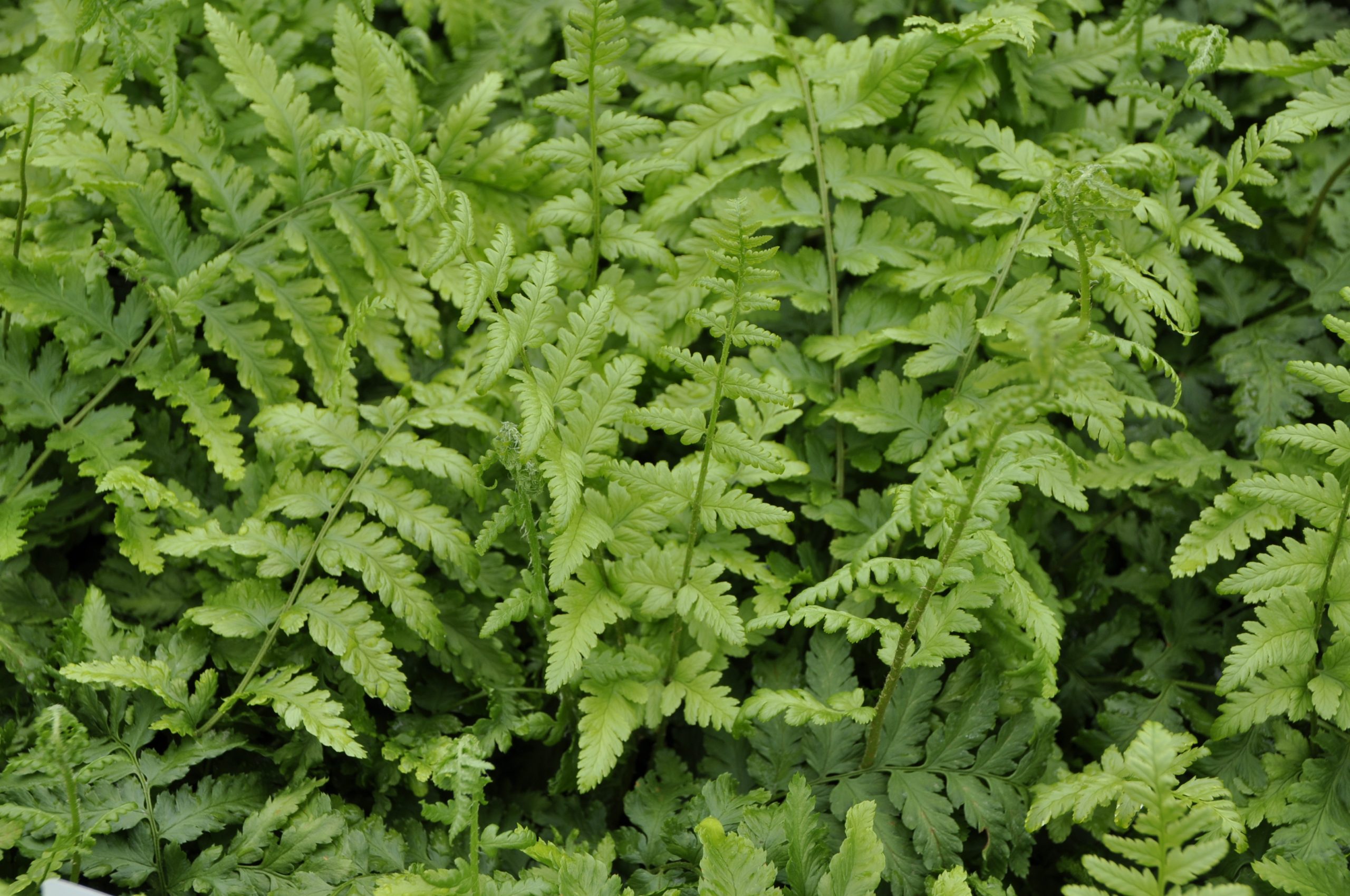 7812_dryopteris_filix_mas_BG_004.jpg