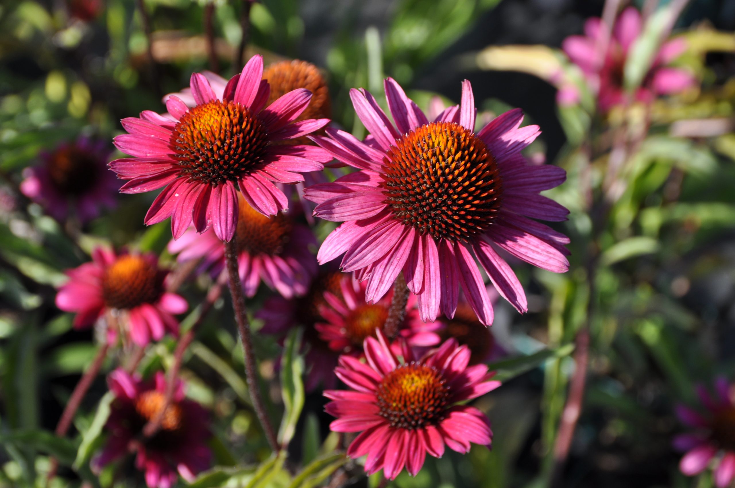7819_echinacea_purpurea_js_stiletto_BG_005.jpg
