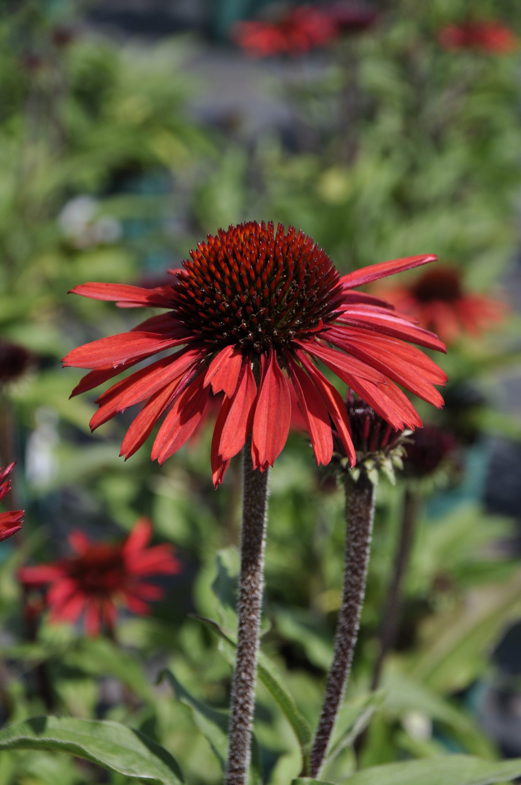 7821_echinacea_sunseekers_orange_BG_002.jpg