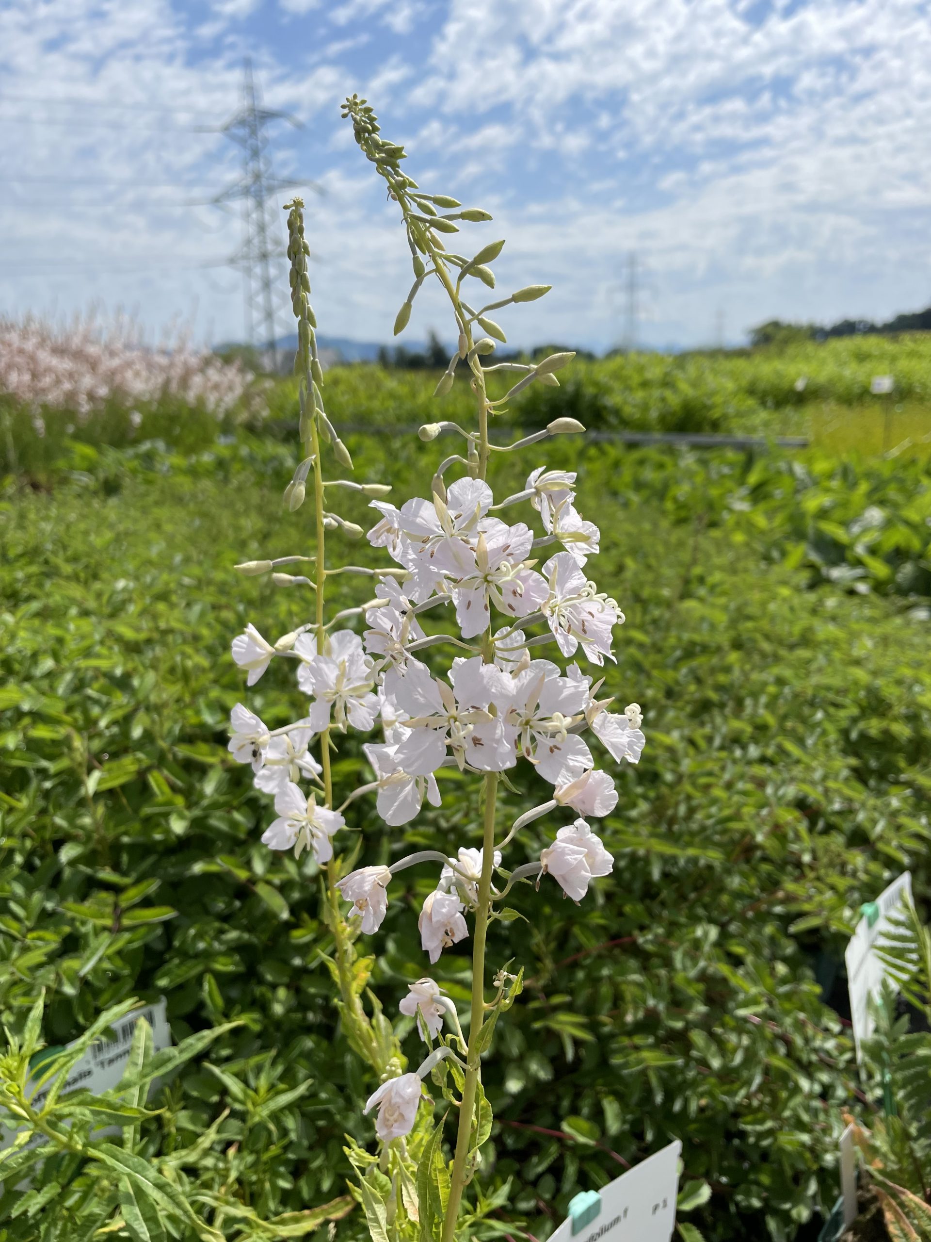 7828_epilobium_angustifolium_f_albiflorum_BG_002.jpg