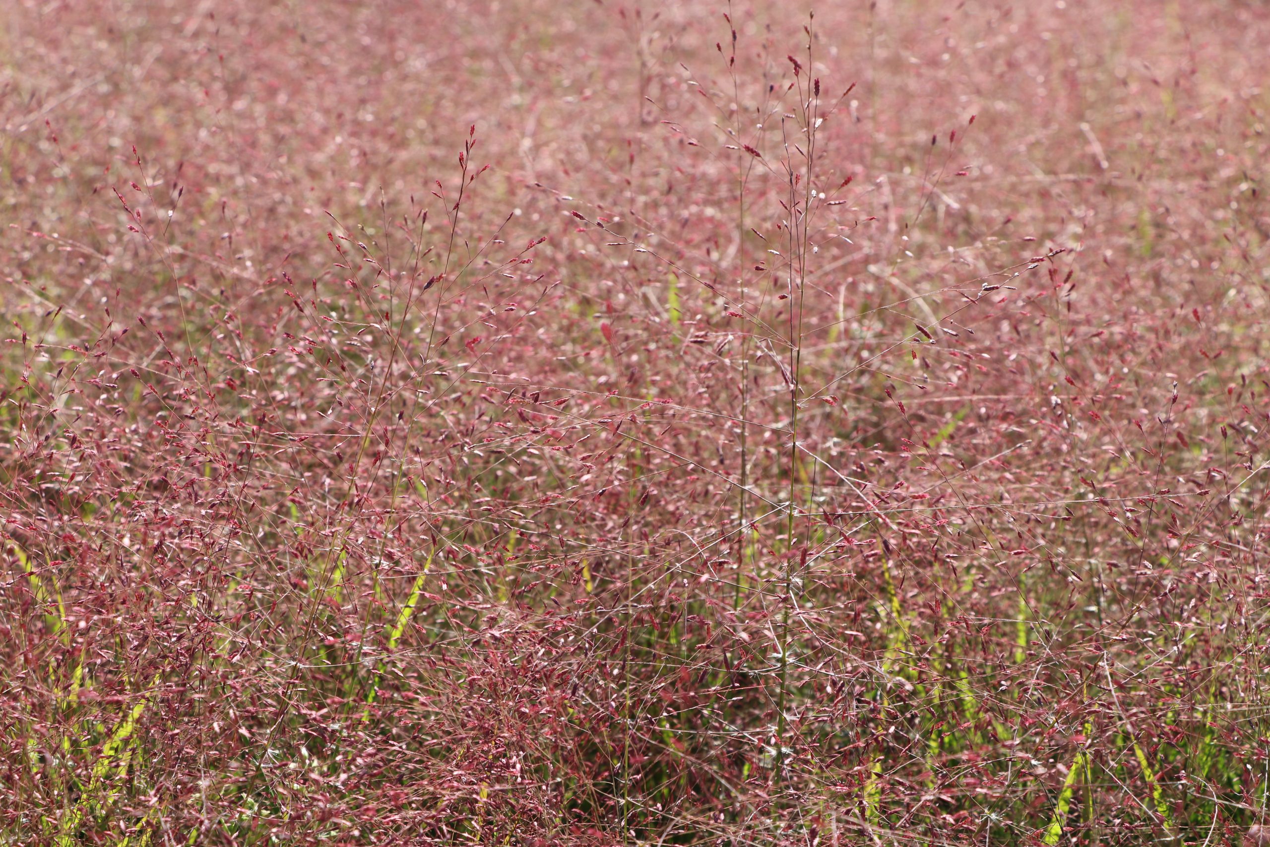 7830_eragrostis_spectabilis_purpurflirren_BG_005.jpg