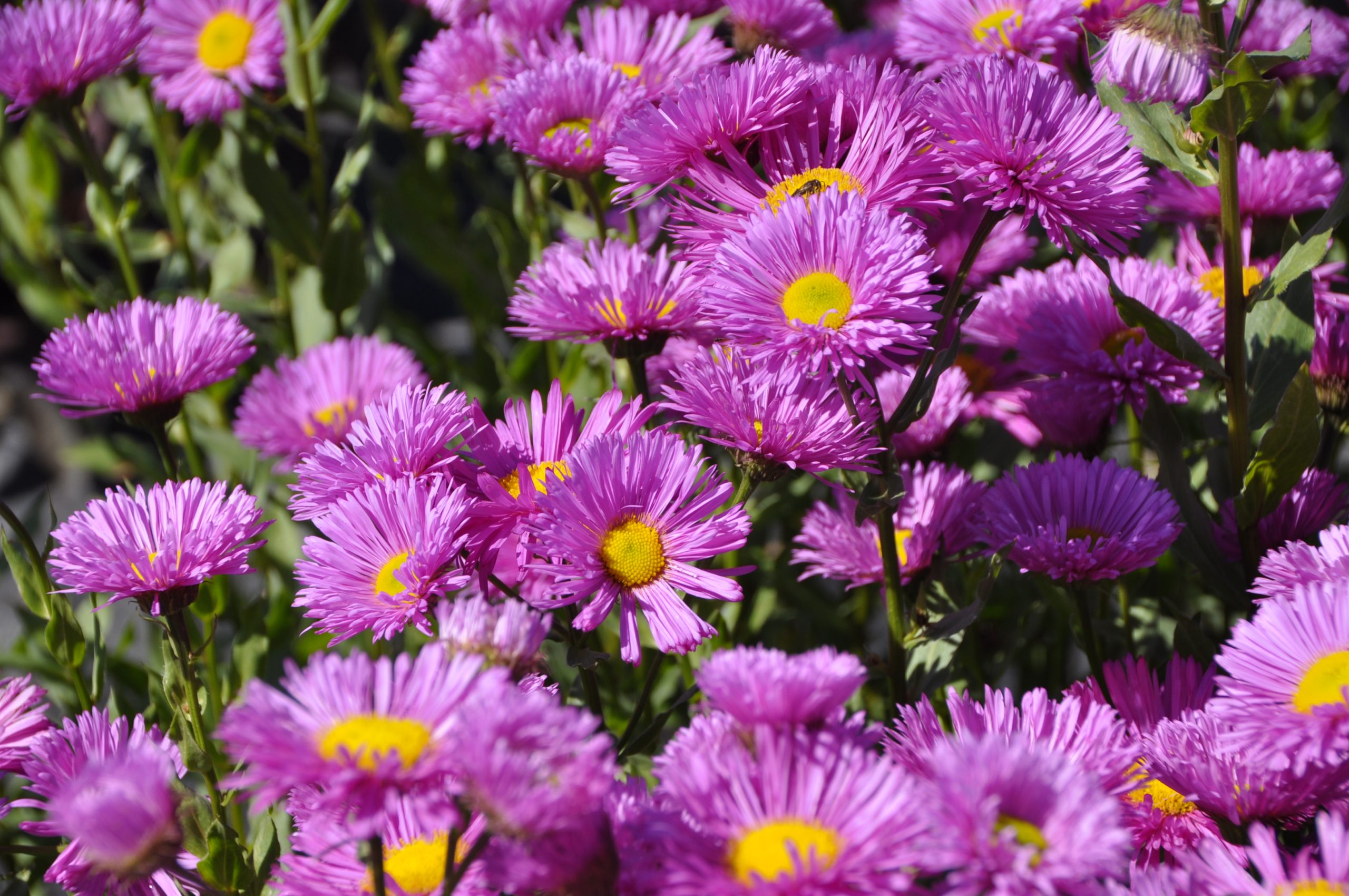 7831_erigeron_cultorum_rotes_meer_BG_001.jpg