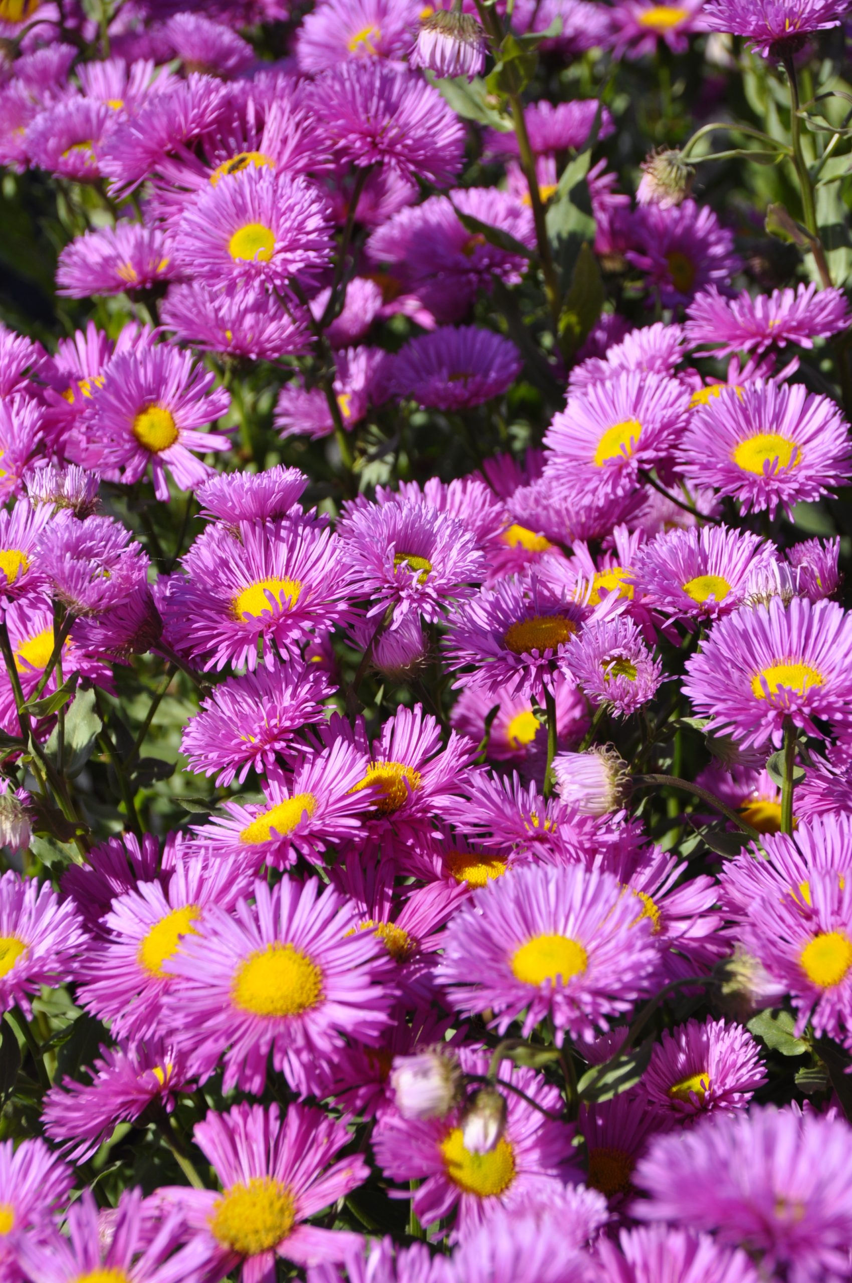 7832_erigeron_cultorum_rotes_meer_BG_002.jpg