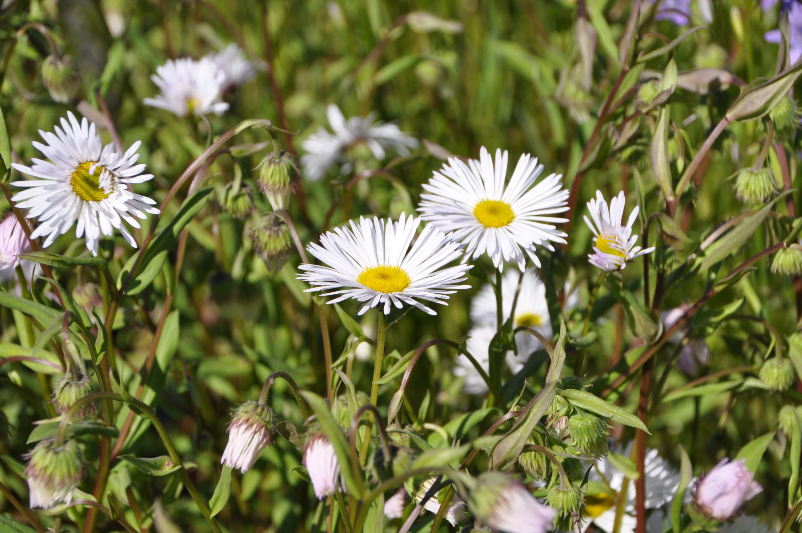 7833_erigeron_cultorum_sommerneuschnee_BG_002.jpg