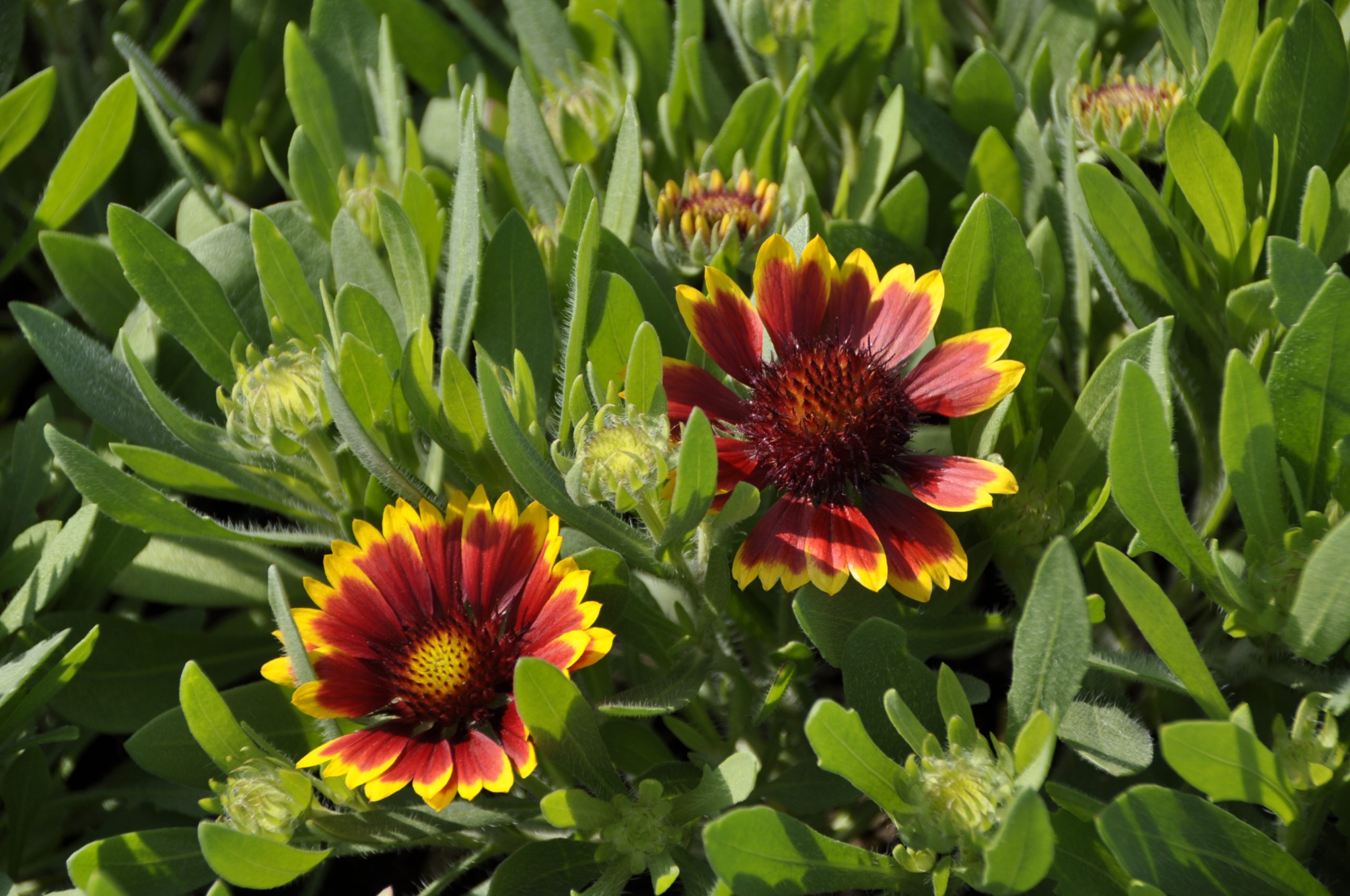 7853_gaillardia_grandiflora_kobold_BG_001.jpg
