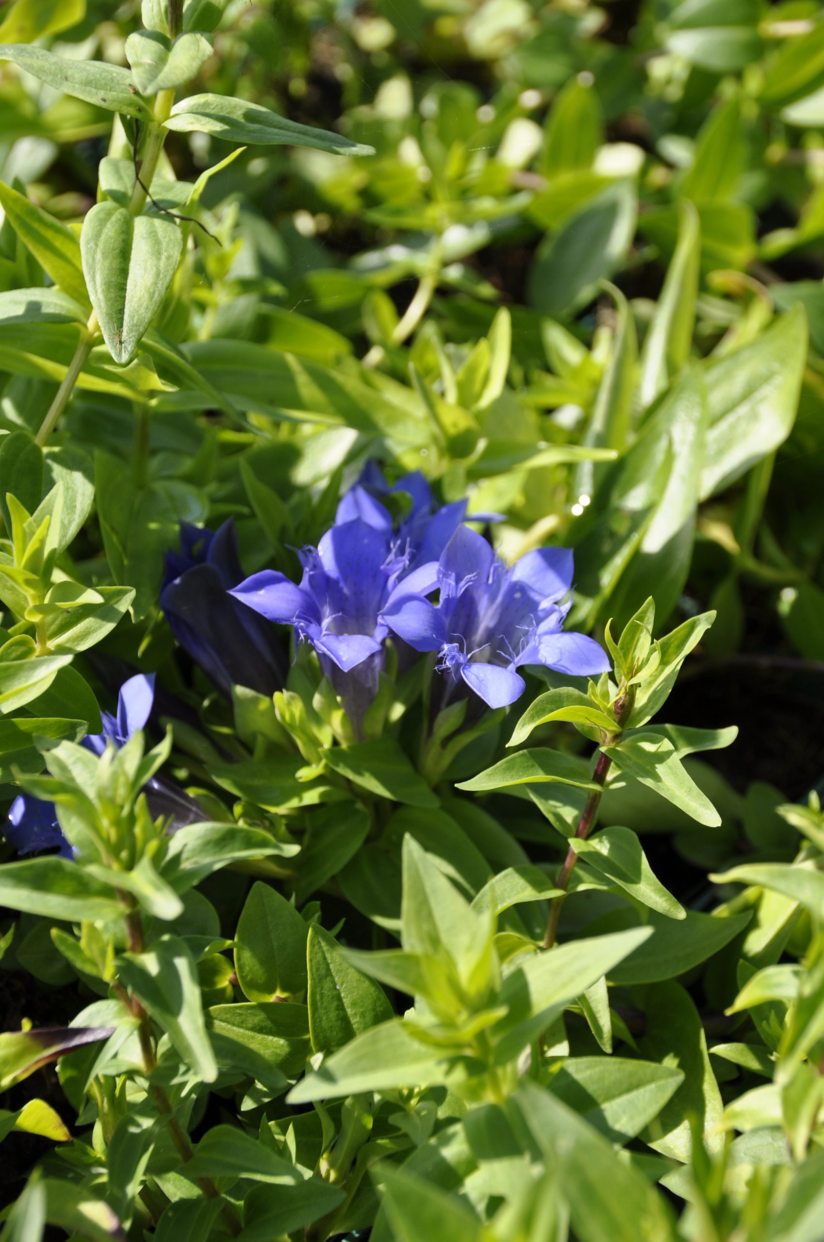 7862_gentiana_septemfida_var_lagodechiana_BG_002.jpg