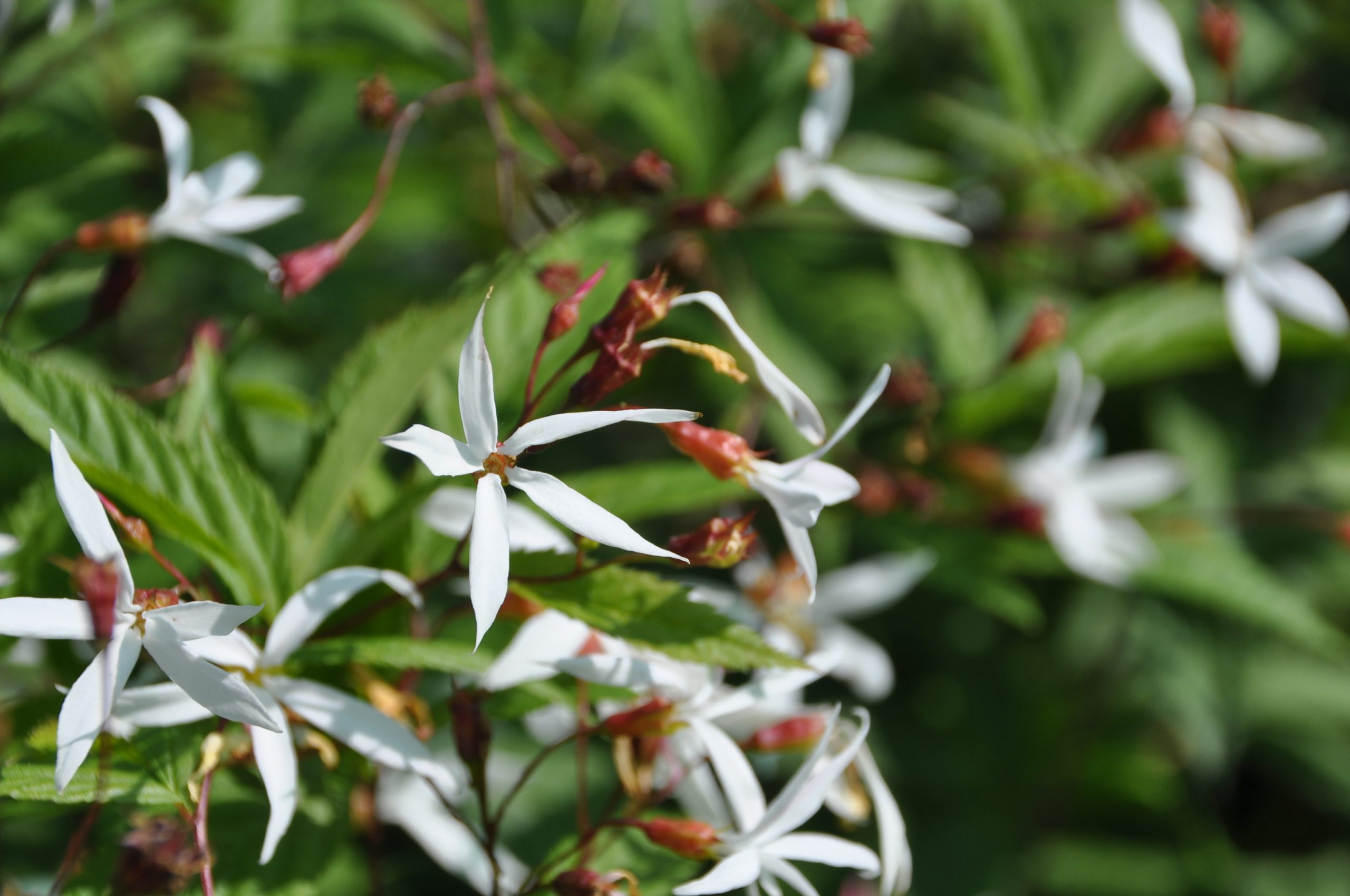 7870_gillenia_trifoliata_BG_006.jpg