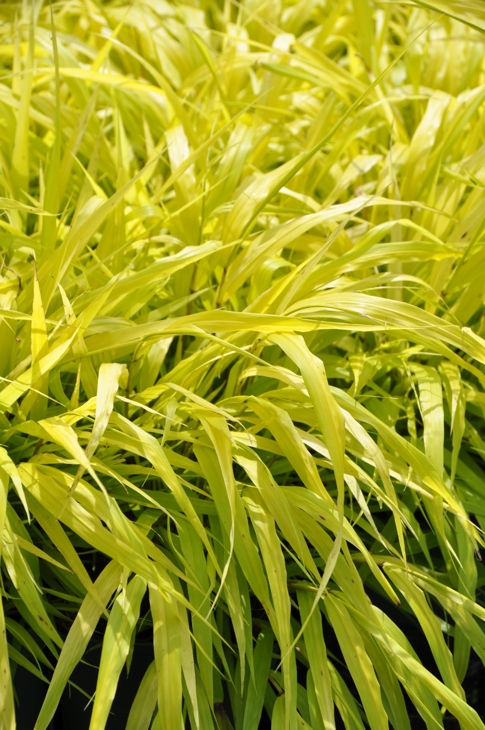 7875_hakonechloa_macra_sunflare_BG_004.jpg
