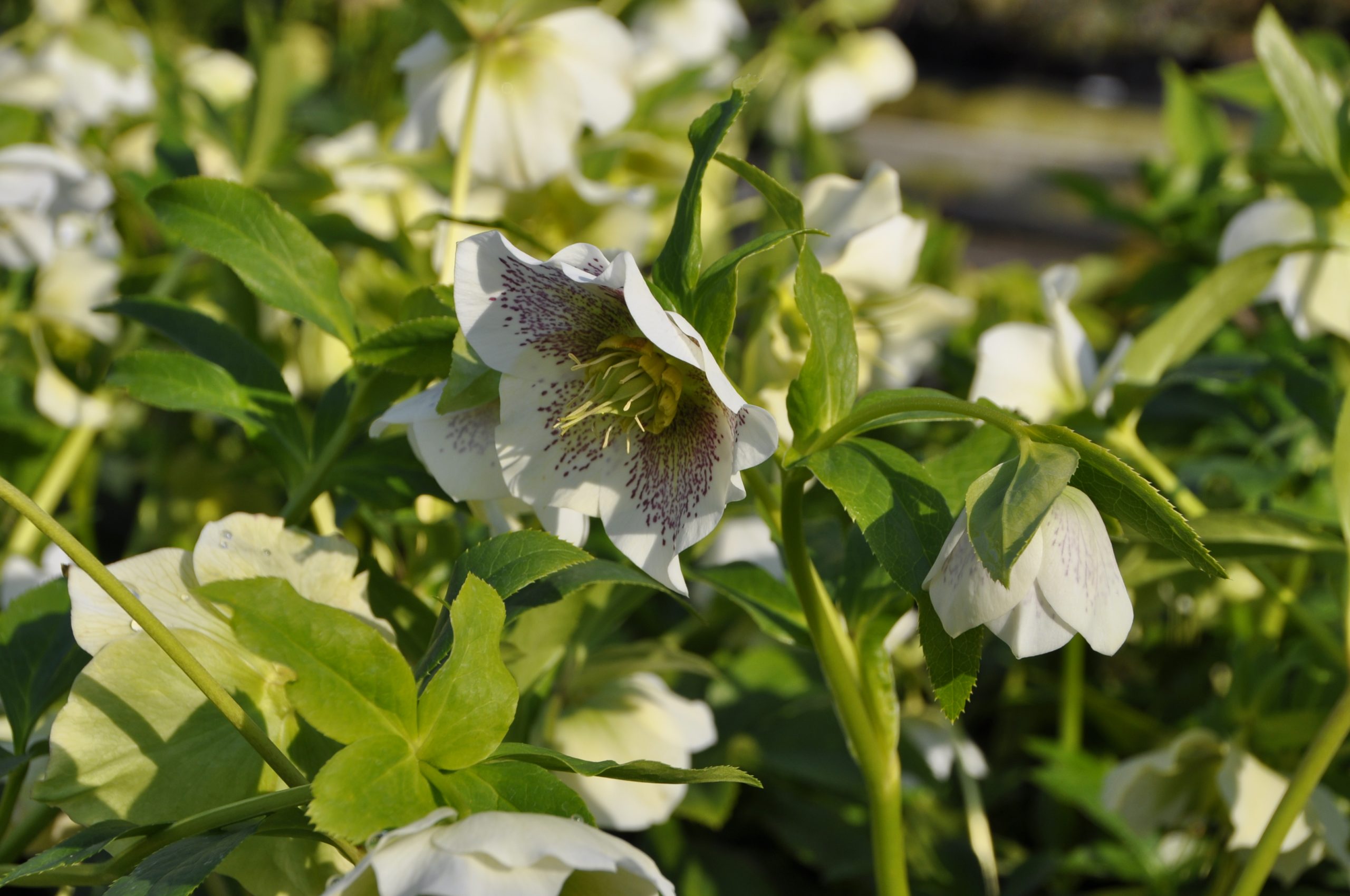 7888_helleborus_orientalis_white_lady_spotted_BG_001.jpg