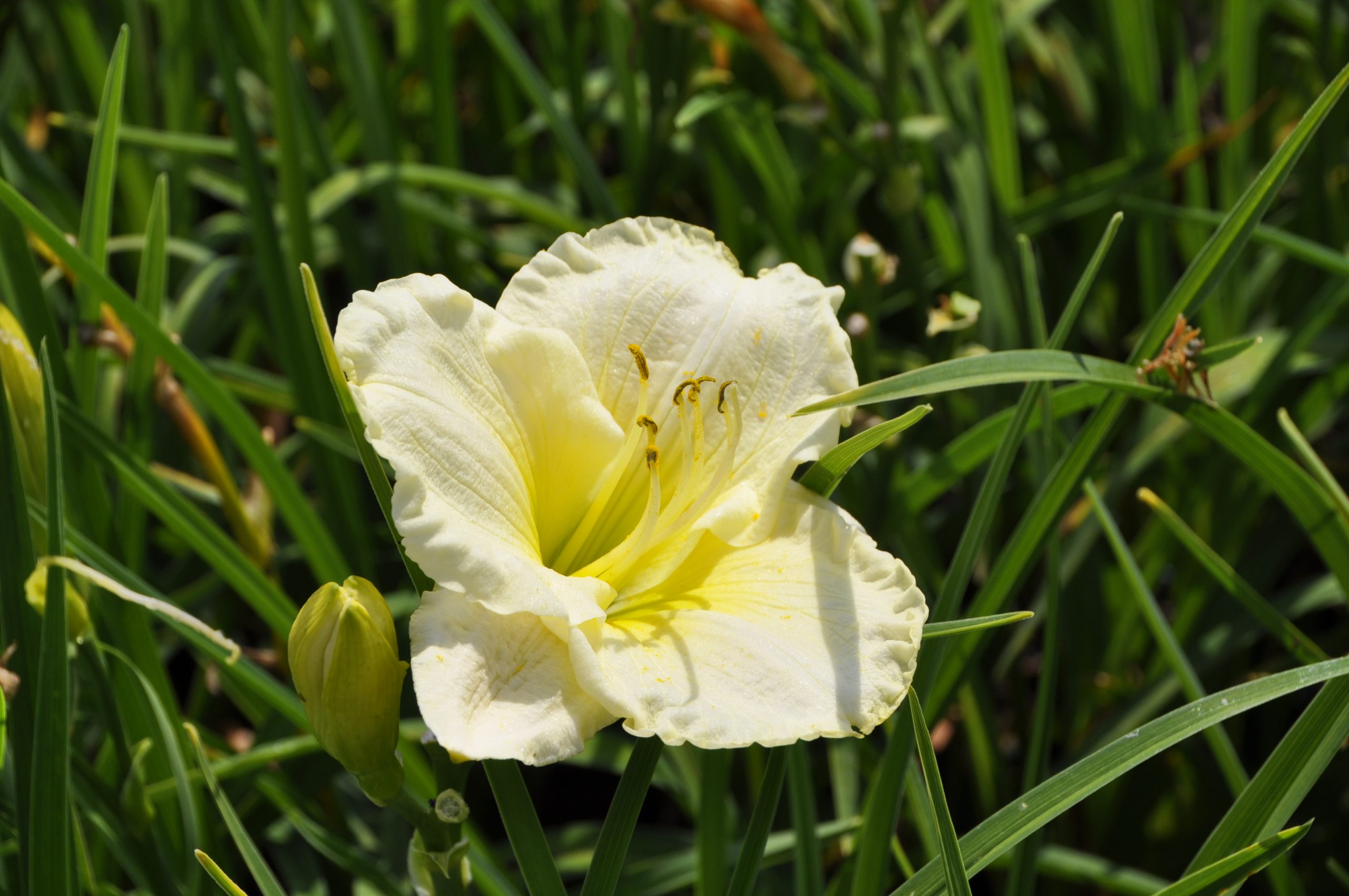 7891_hemerocallis_cultorum_cool_it_BG_003.jpg