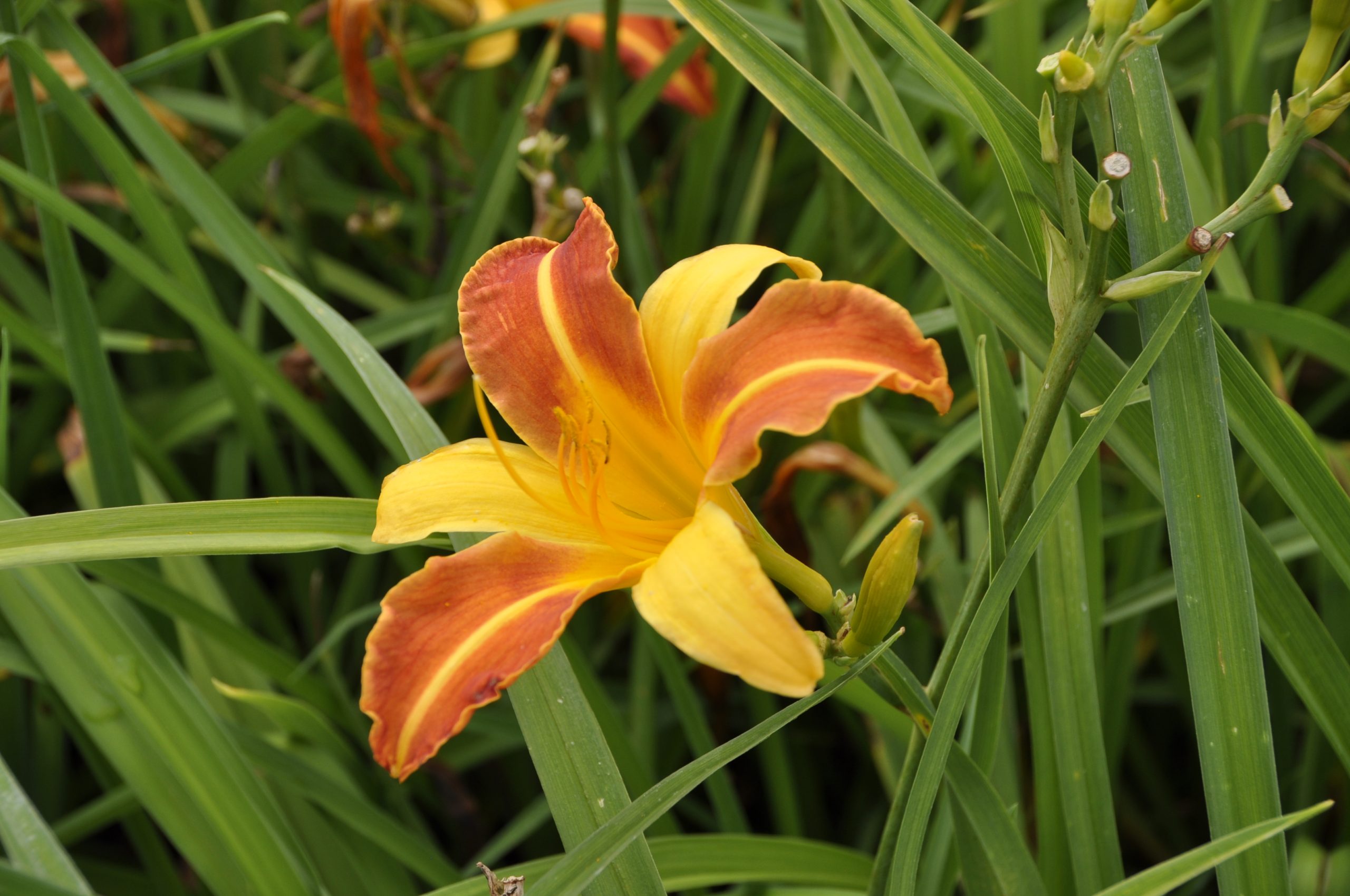 7897_hemerocallis_cultorum_frans_hals_BG_002.jpg