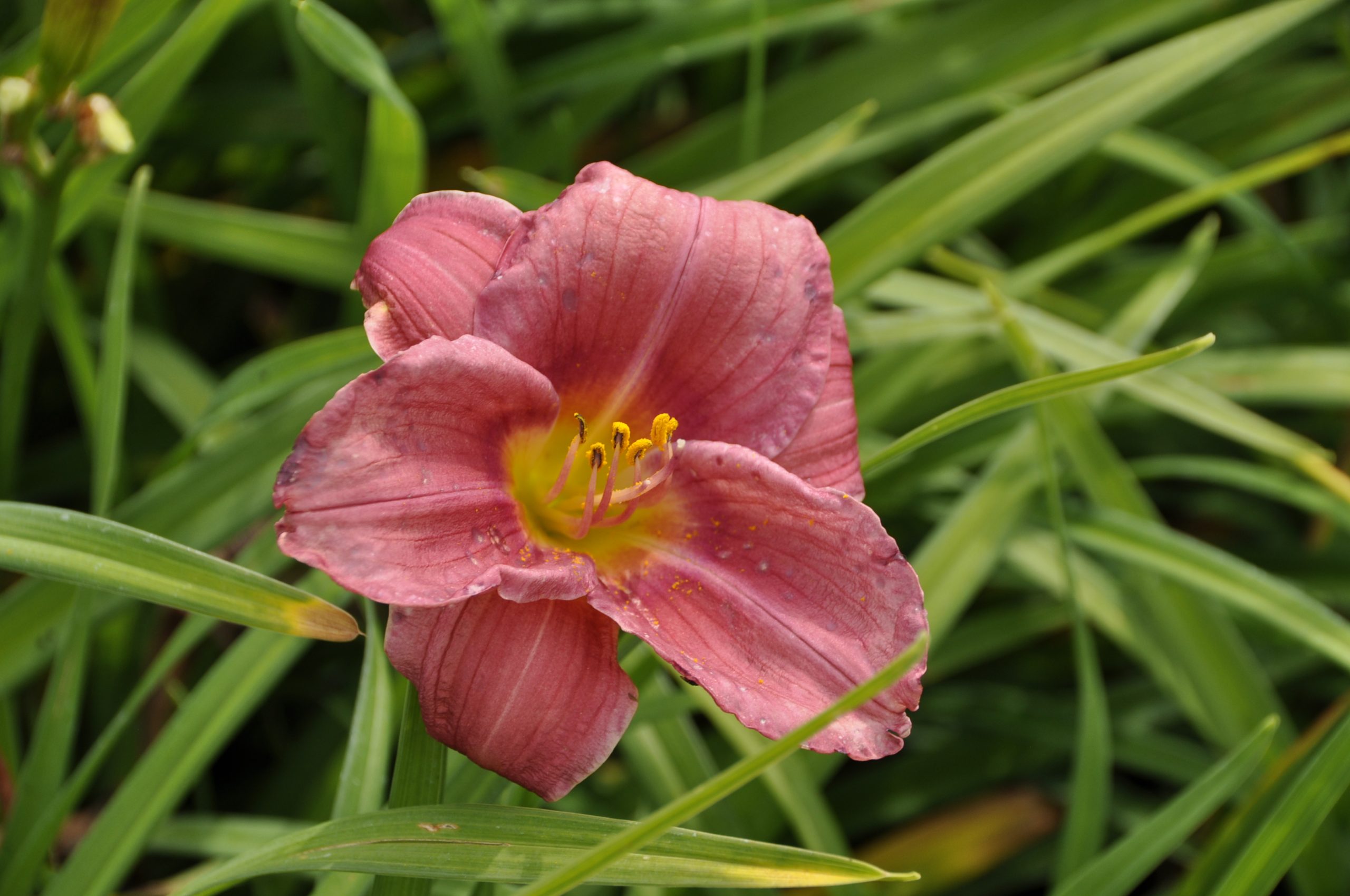 7900_hemerocallis_cultorum_rosy_returns_BG_003.jpg