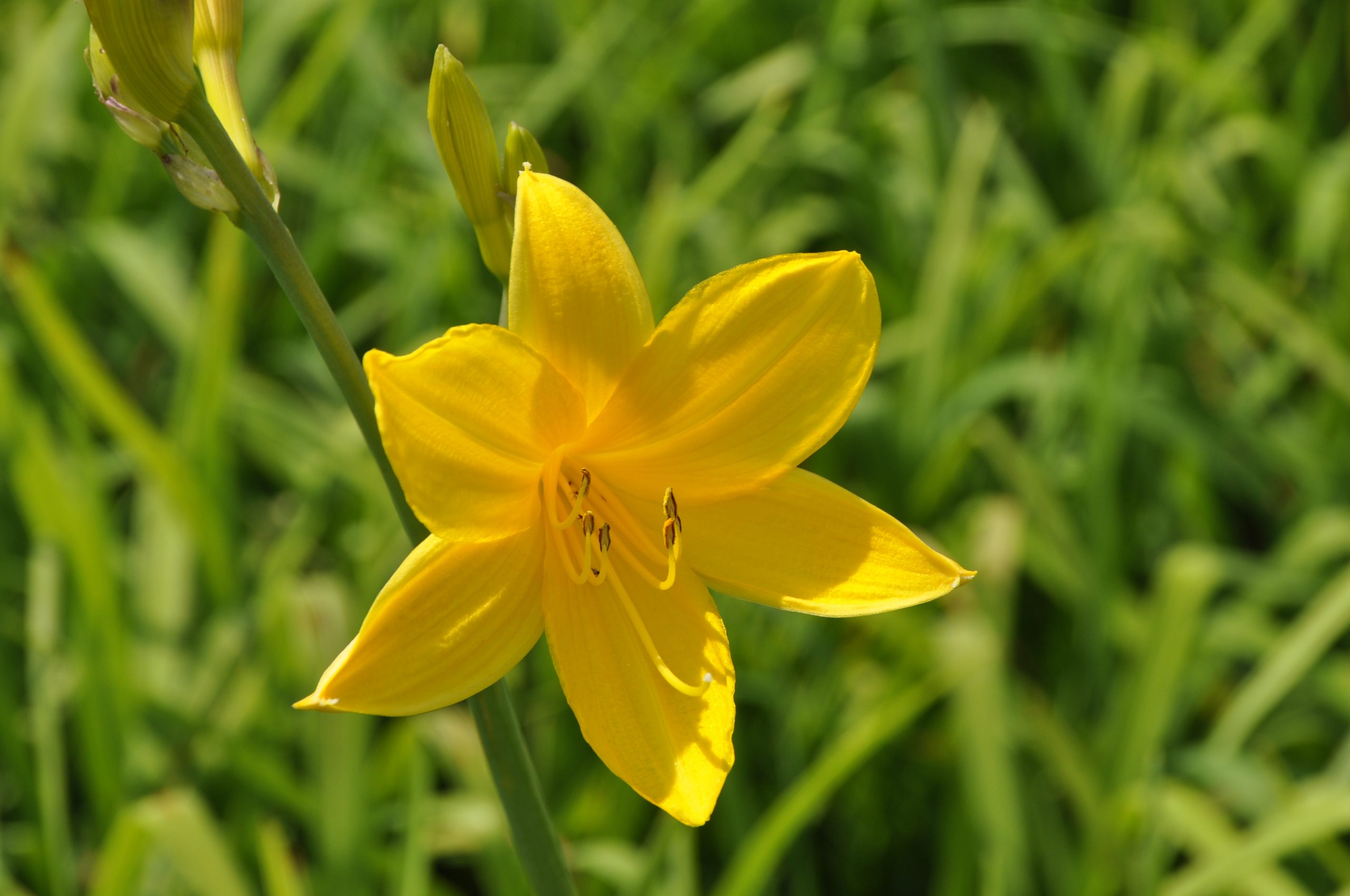 7903_hemerocallis_middendorffii_BG_002.jpg
