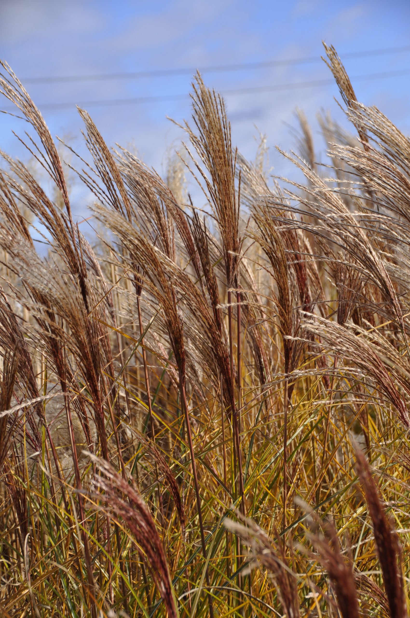 7977_miscanthus_sinensis_gracillimus_BG_002.jpg