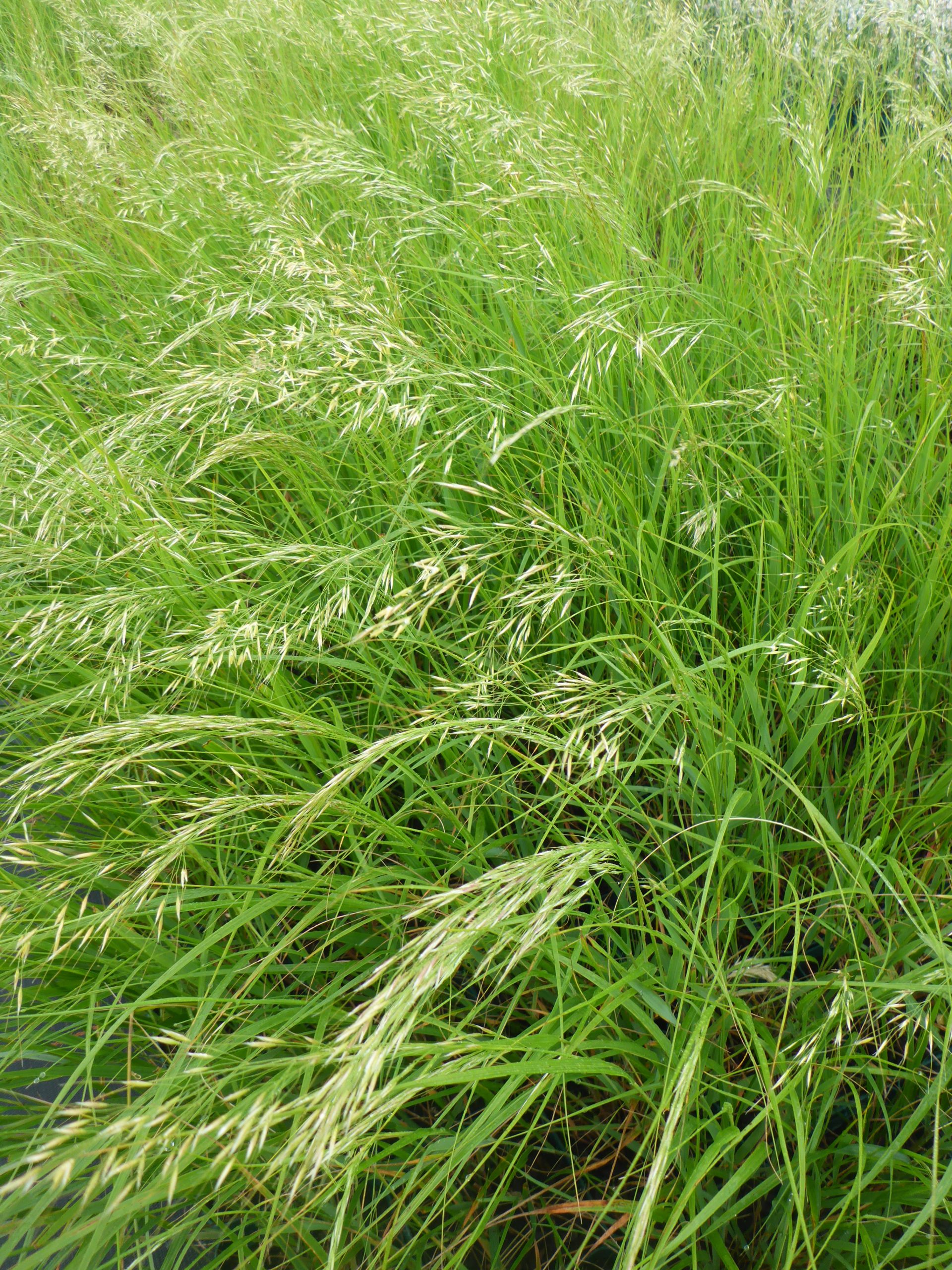 79_achnatherum_calamagrostis_stipa_calamagrostis_SS_001.jpeg