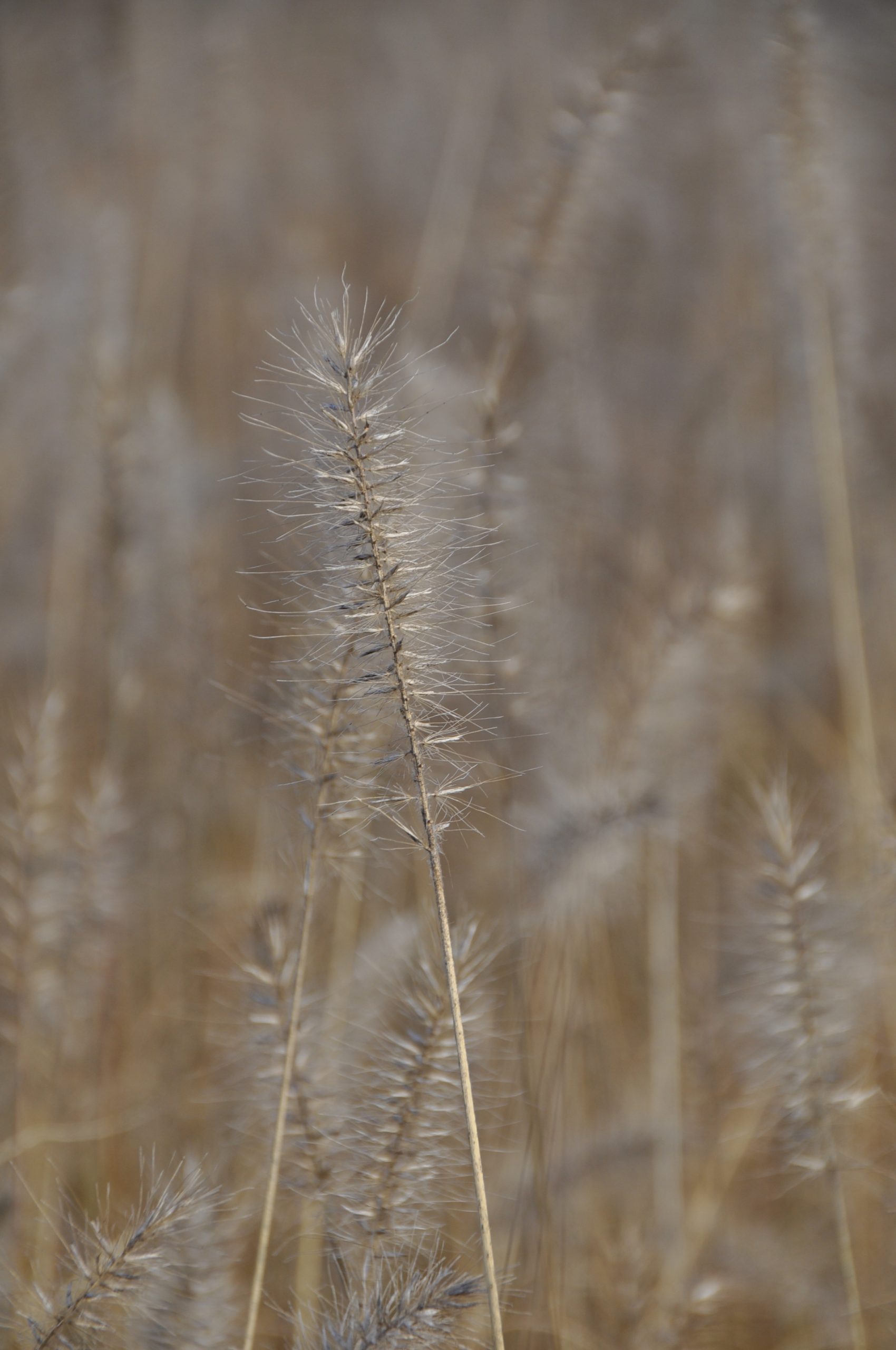 8024_pennisetum_alopecuroides_hameln_BG_003.jpg