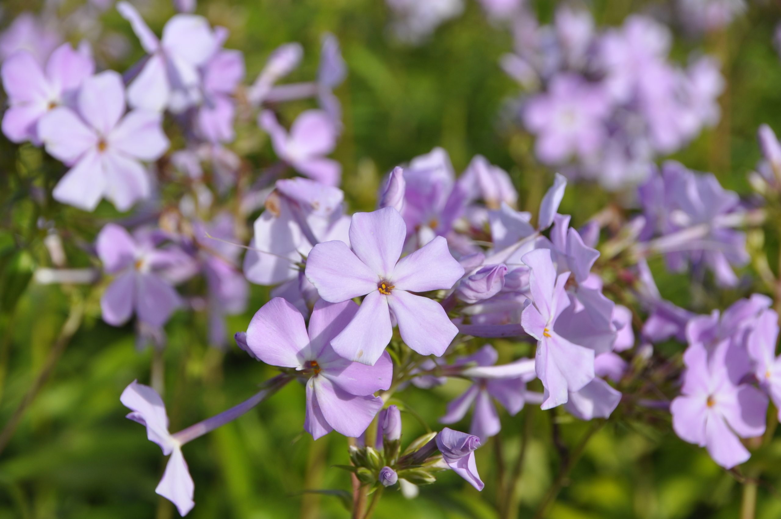8041_phlox_carolina_rose_bouquet_BG_005.jpg