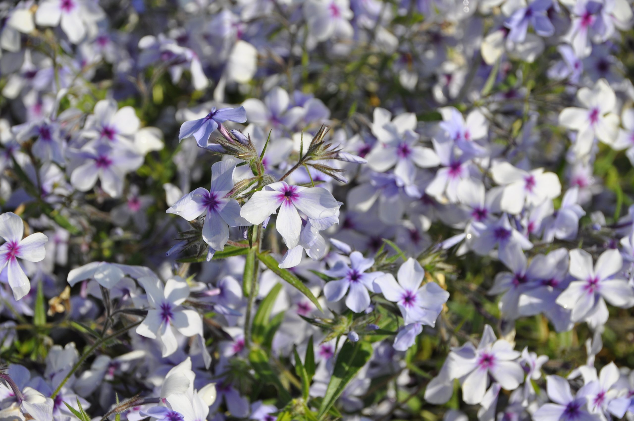 8042_phlox_divaricata_chattahoochee_BG_004.jpg