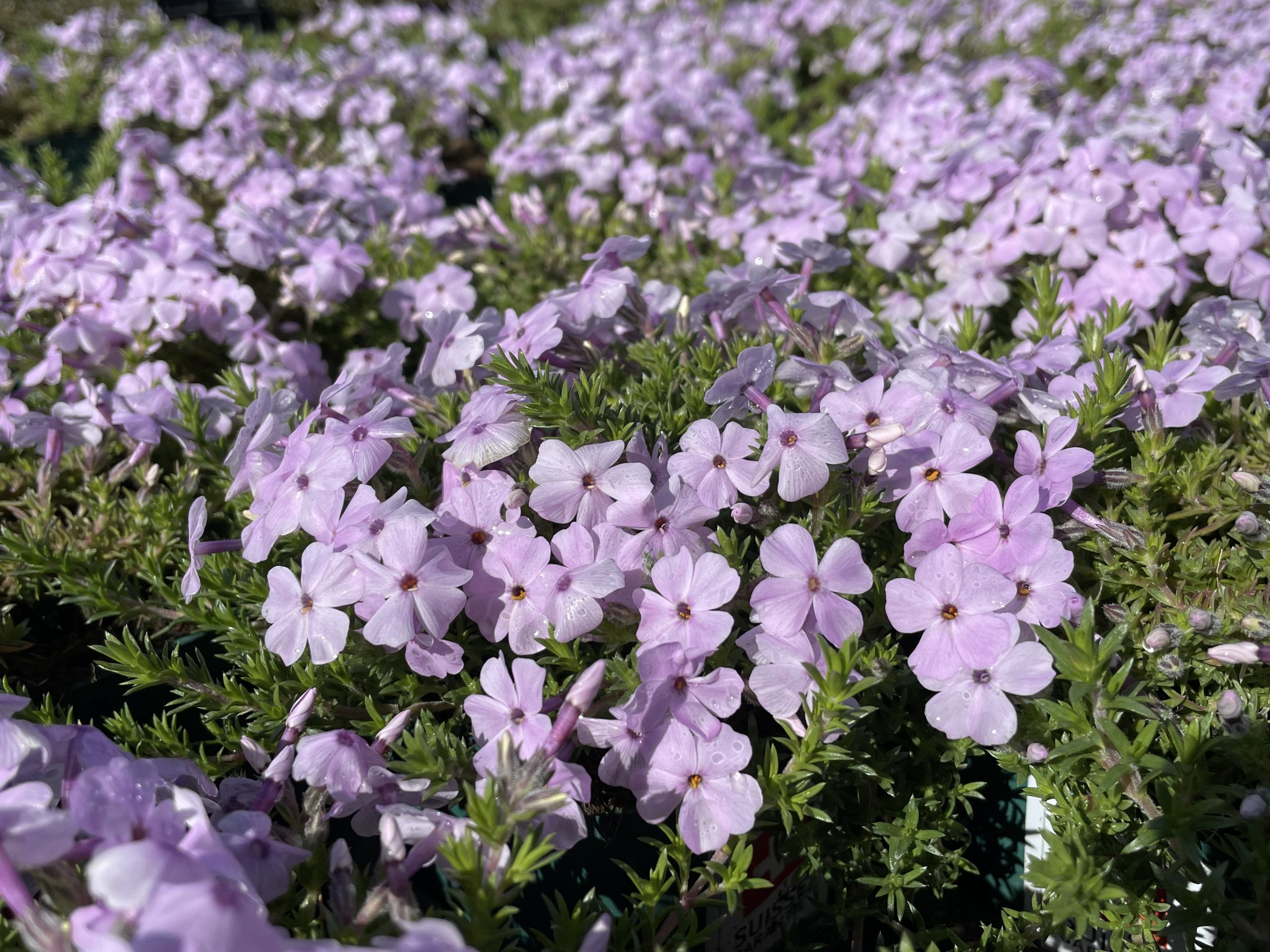 8043_phlox_douglasii_lilac_cloud_BG_001.jpg