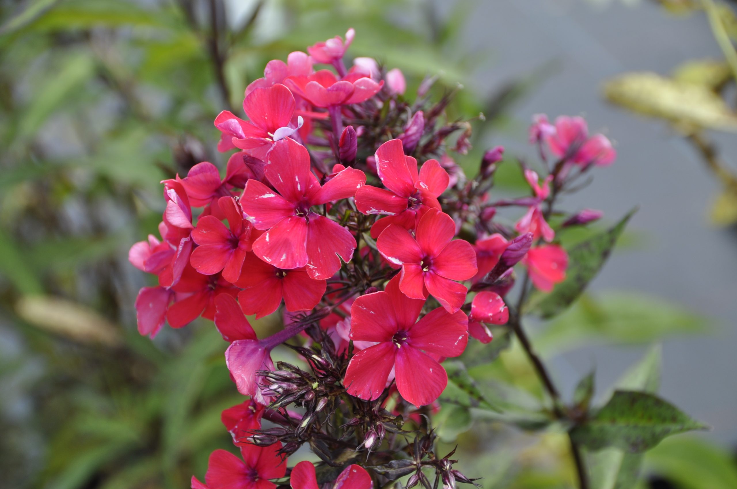 8051_phlox_paniculata_starfire_BG_003.jpg