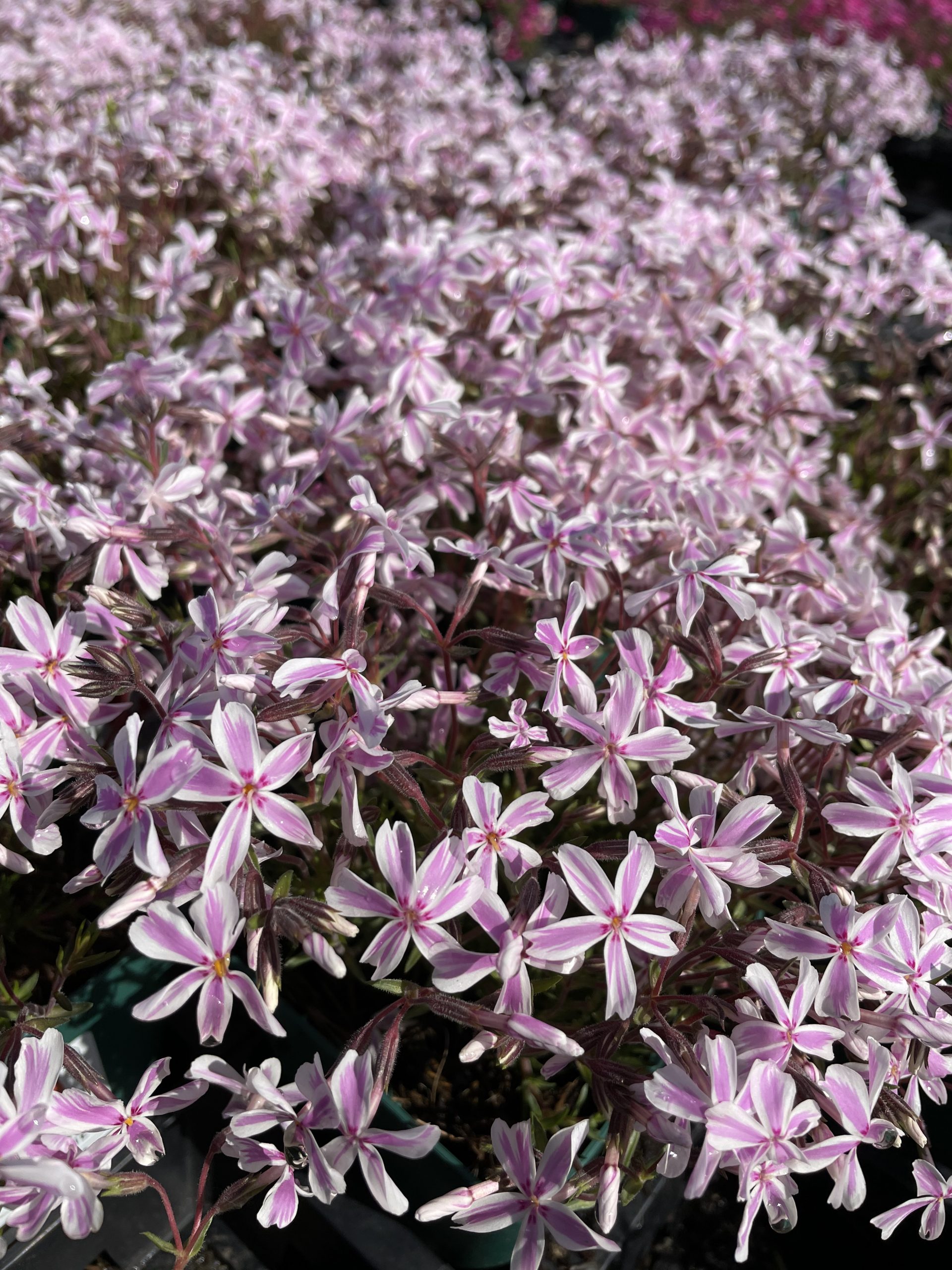 8054_phlox_subulata_candy_stripes_BG_004.jpg