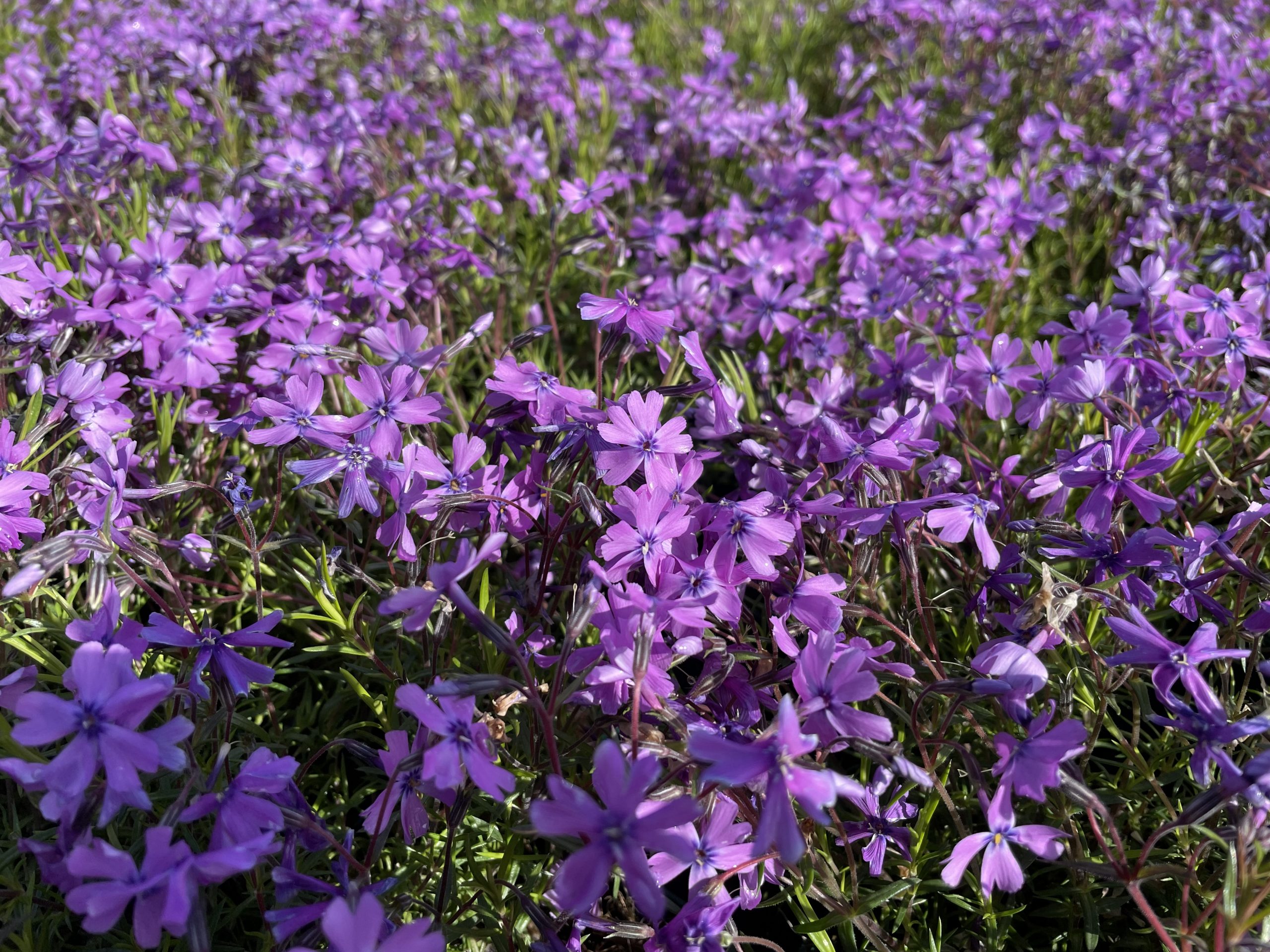 8059_phlox_subulata_purple_beauty_BG_002.jpg