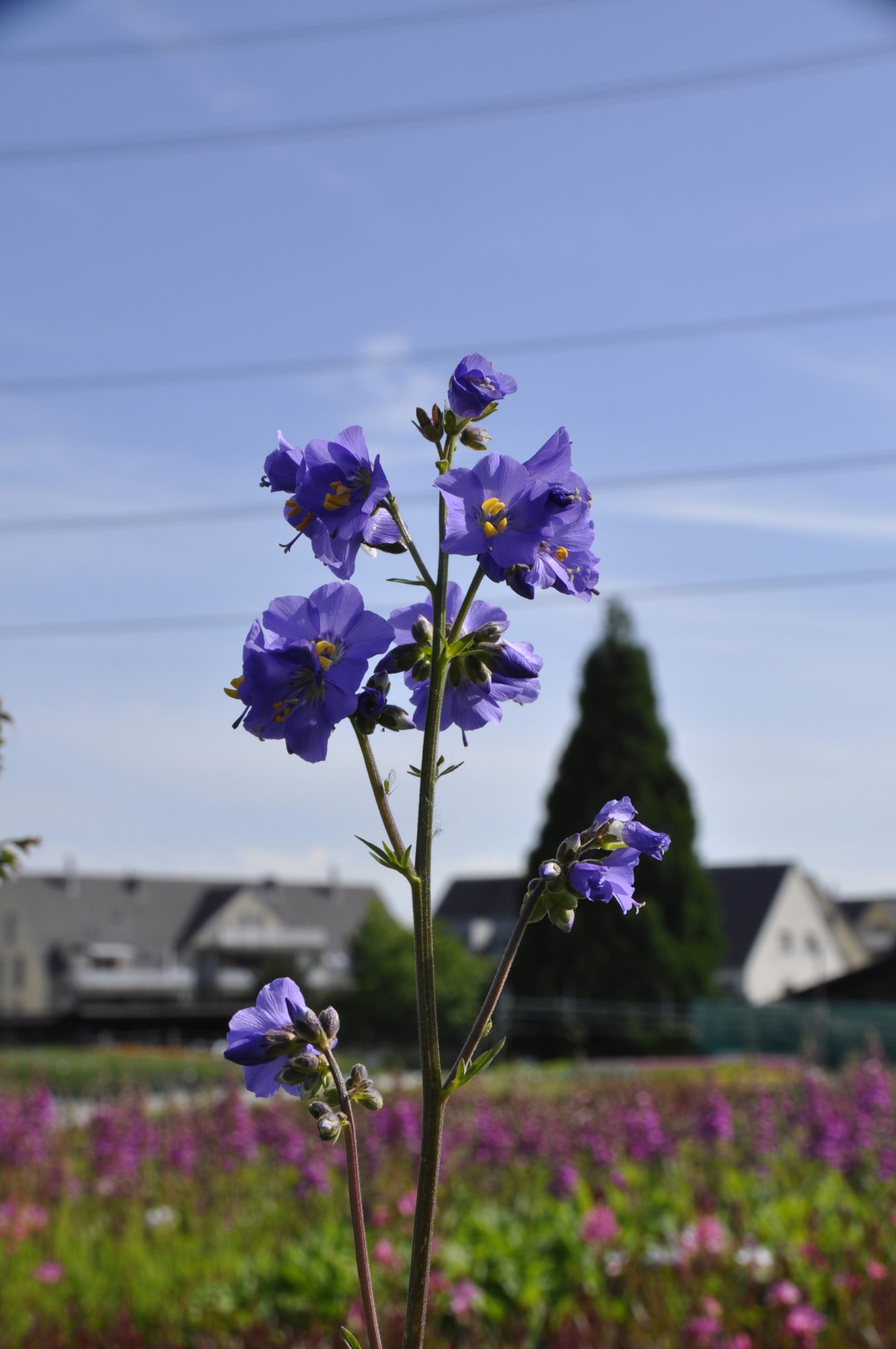 8070_polemonium_caeruleum_BG_002-1.jpg