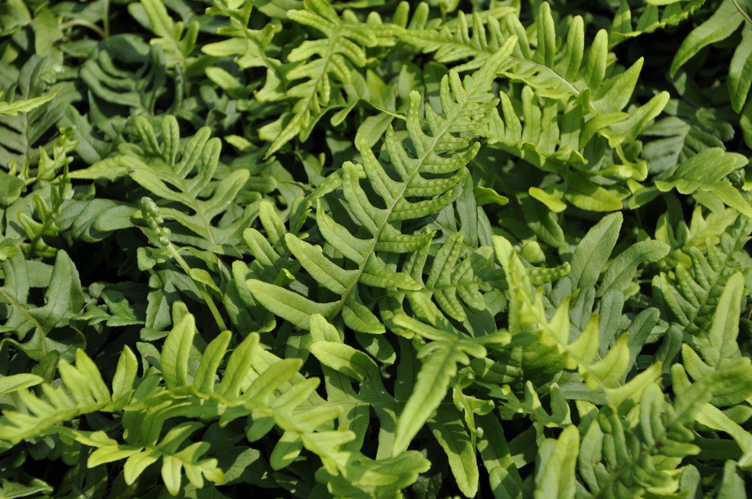 8071_polypodium_vulgare_BG_005.jpg