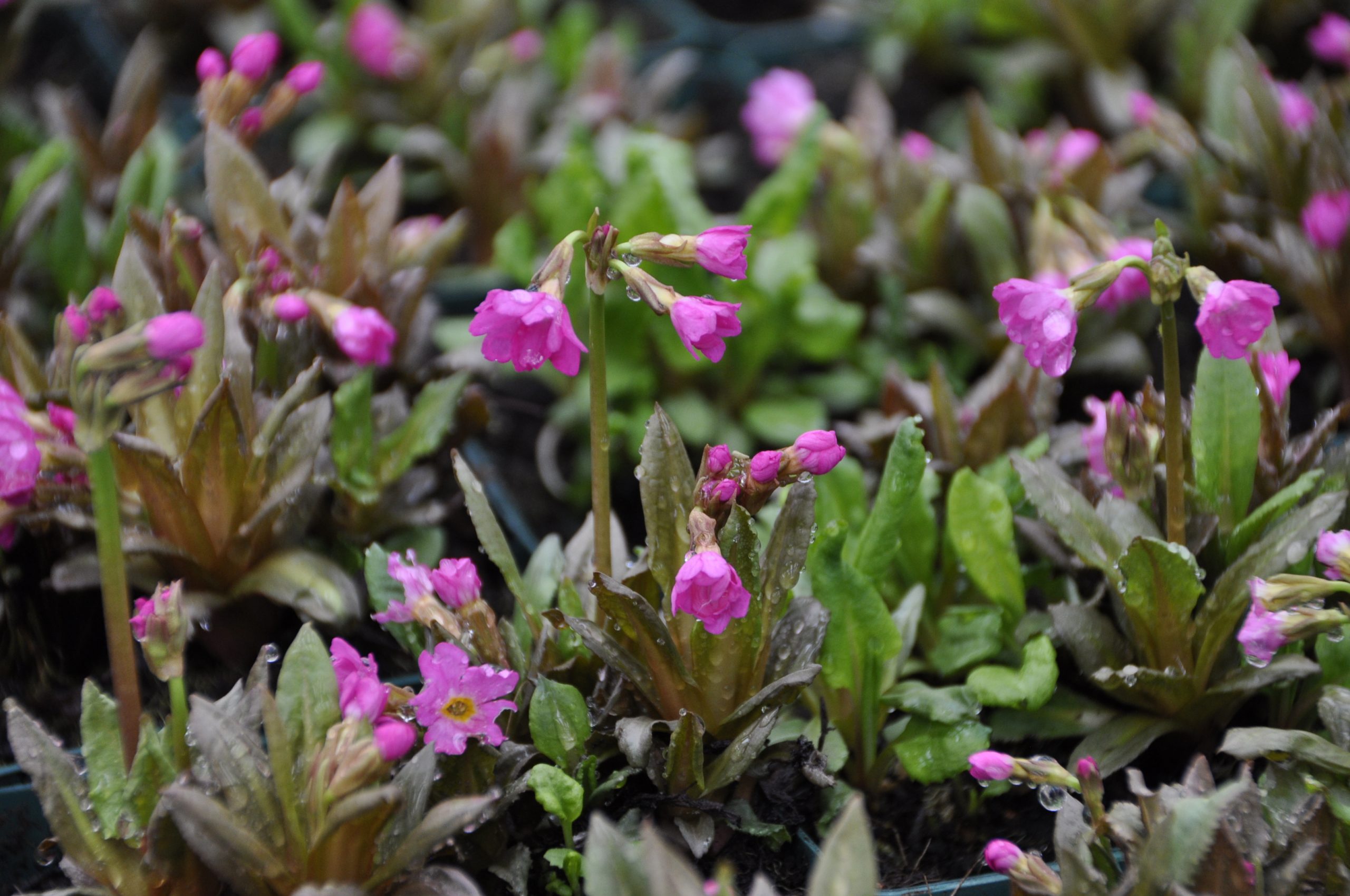 8078_primula_rosea_gigas_BG_003.jpg