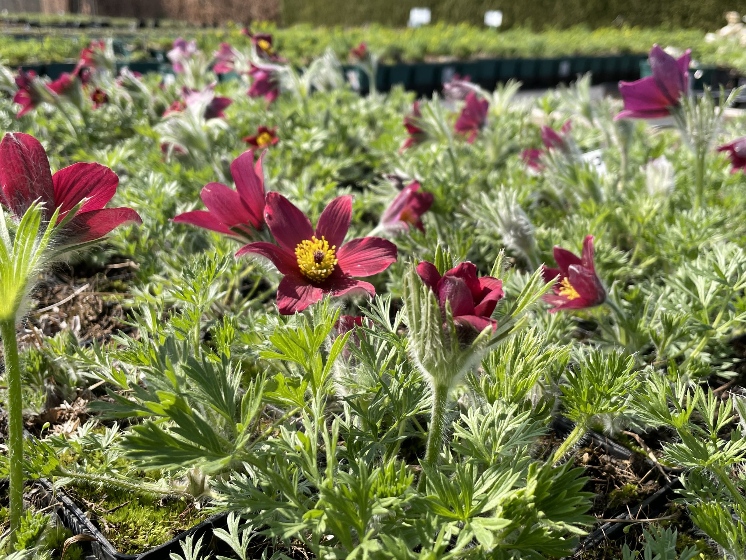 8085_pulsatilla_vulgaris_rubra_BG_001.jpg