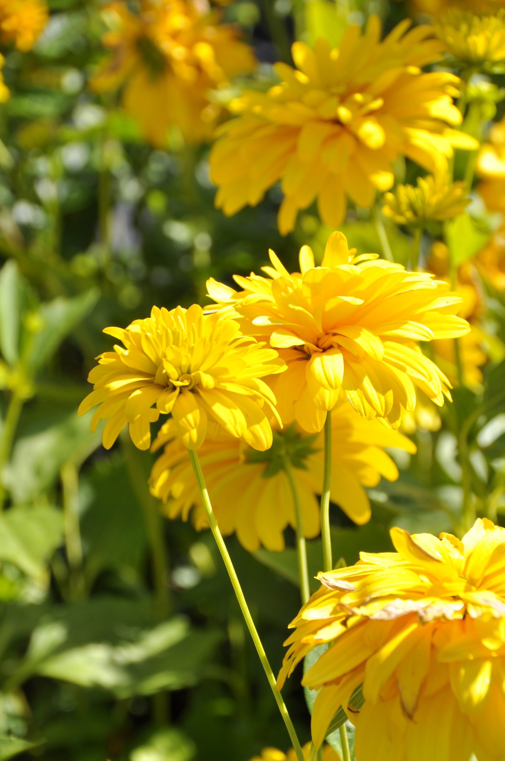 8091_rudbeckia_laciniata_goldquelle_BG_002-1.jpg