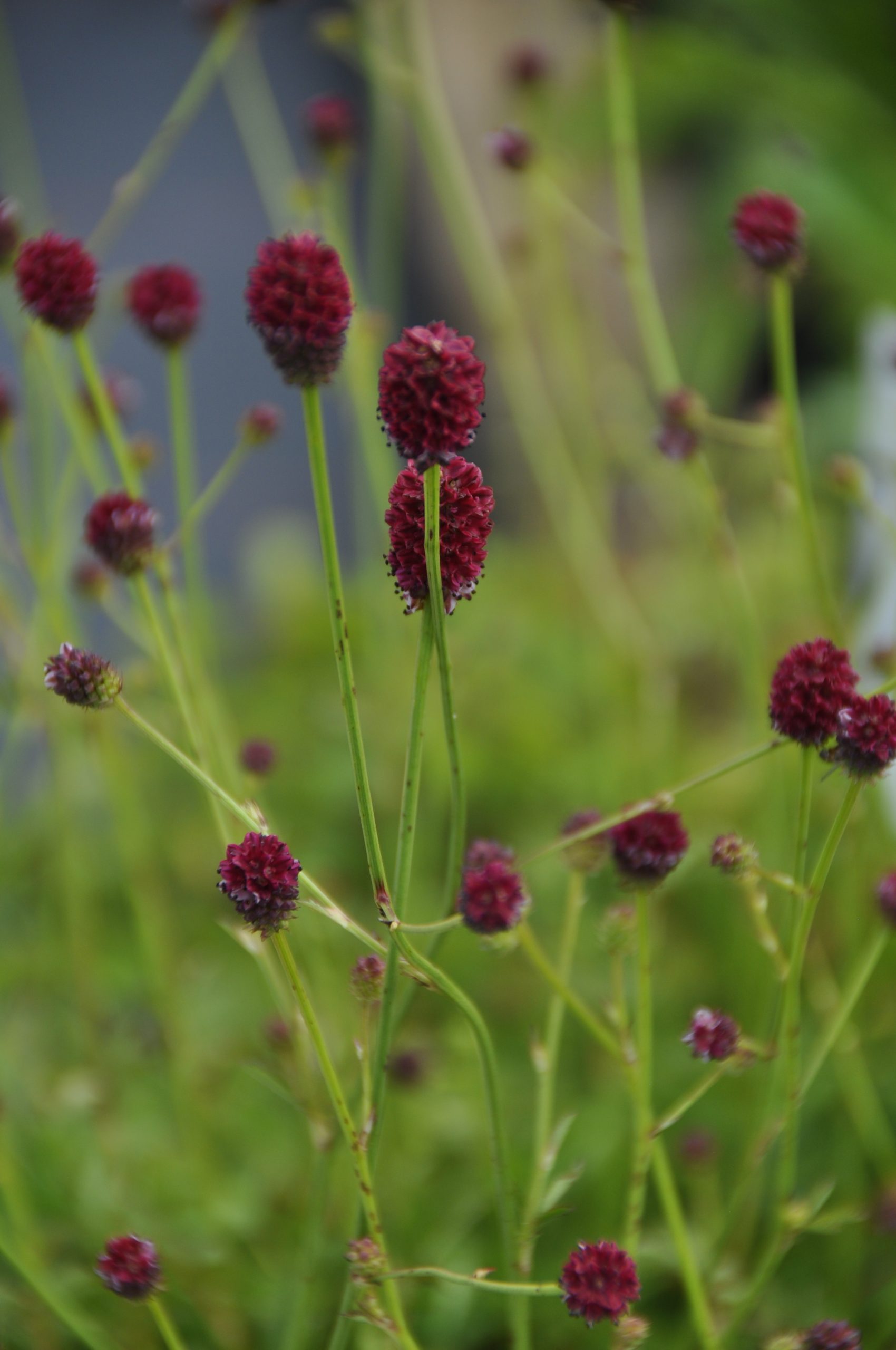 8108_sanguisorba_officinalis_tanna_BG_001.jpg
