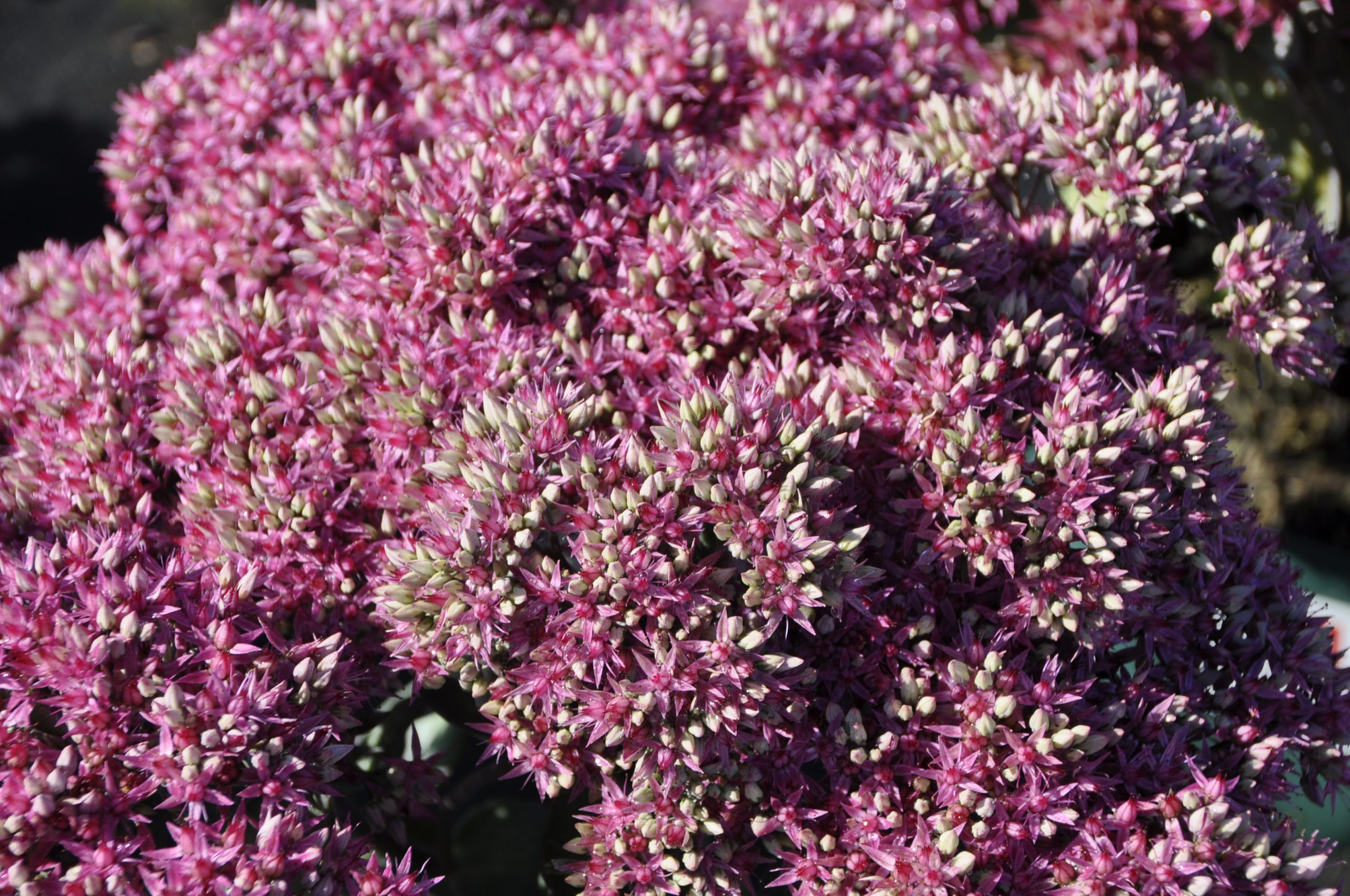 8122_sedum_telephium_mr_goodbud_BG_004.jpg