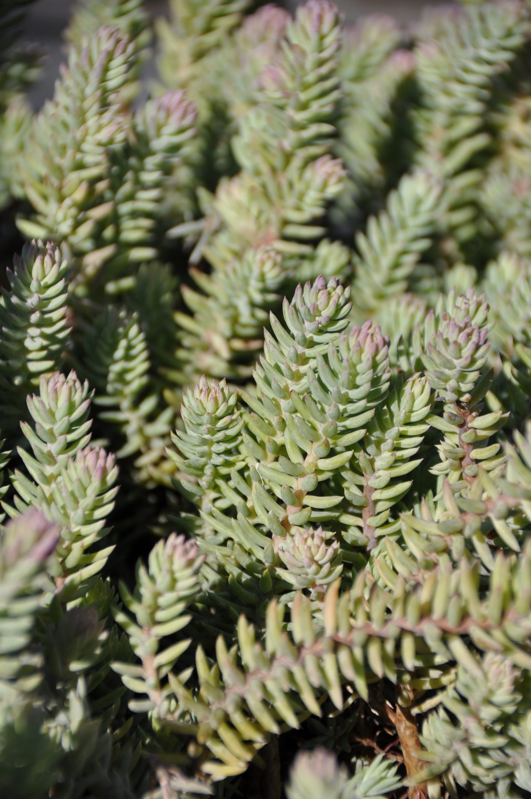 8130_sedum_reflexum_BG_003.jpg