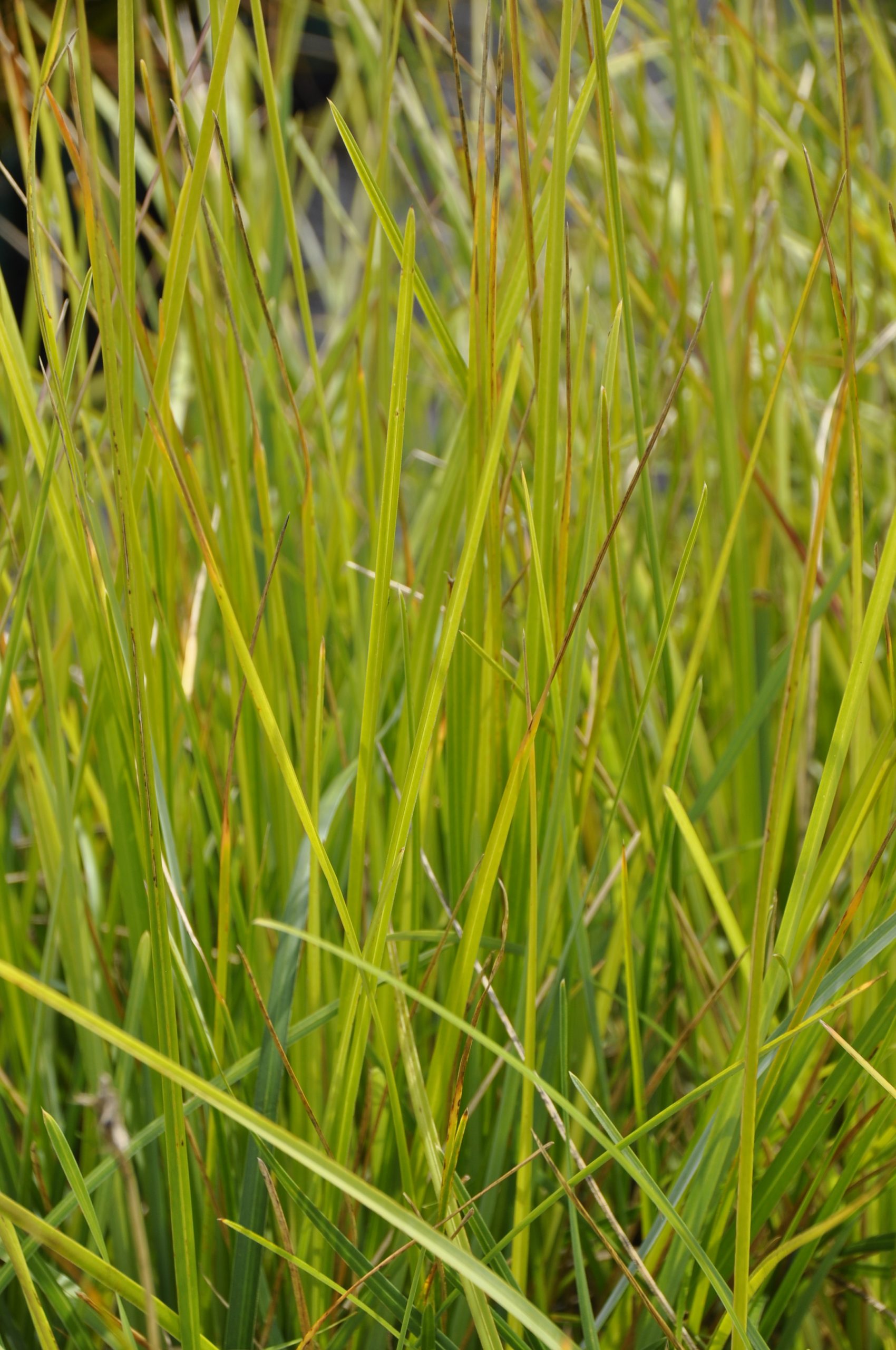 8149_sesleria_heufleriana_BG_001.jpg