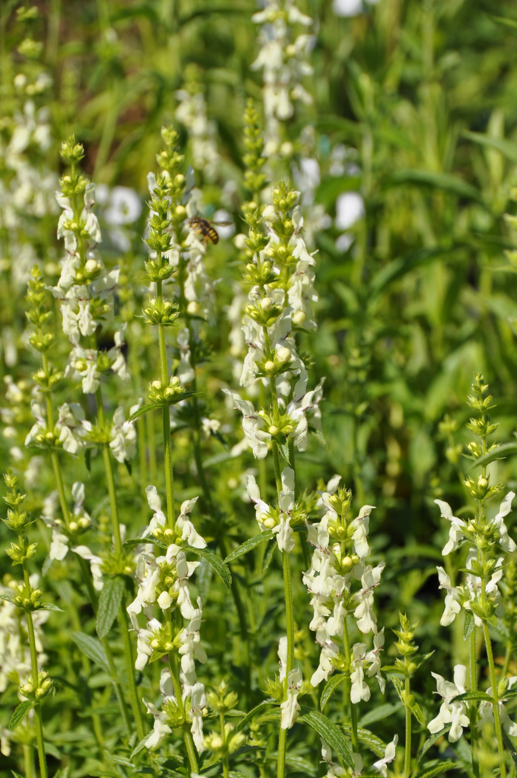 8157_stachys_recta_BG_003-1.jpg