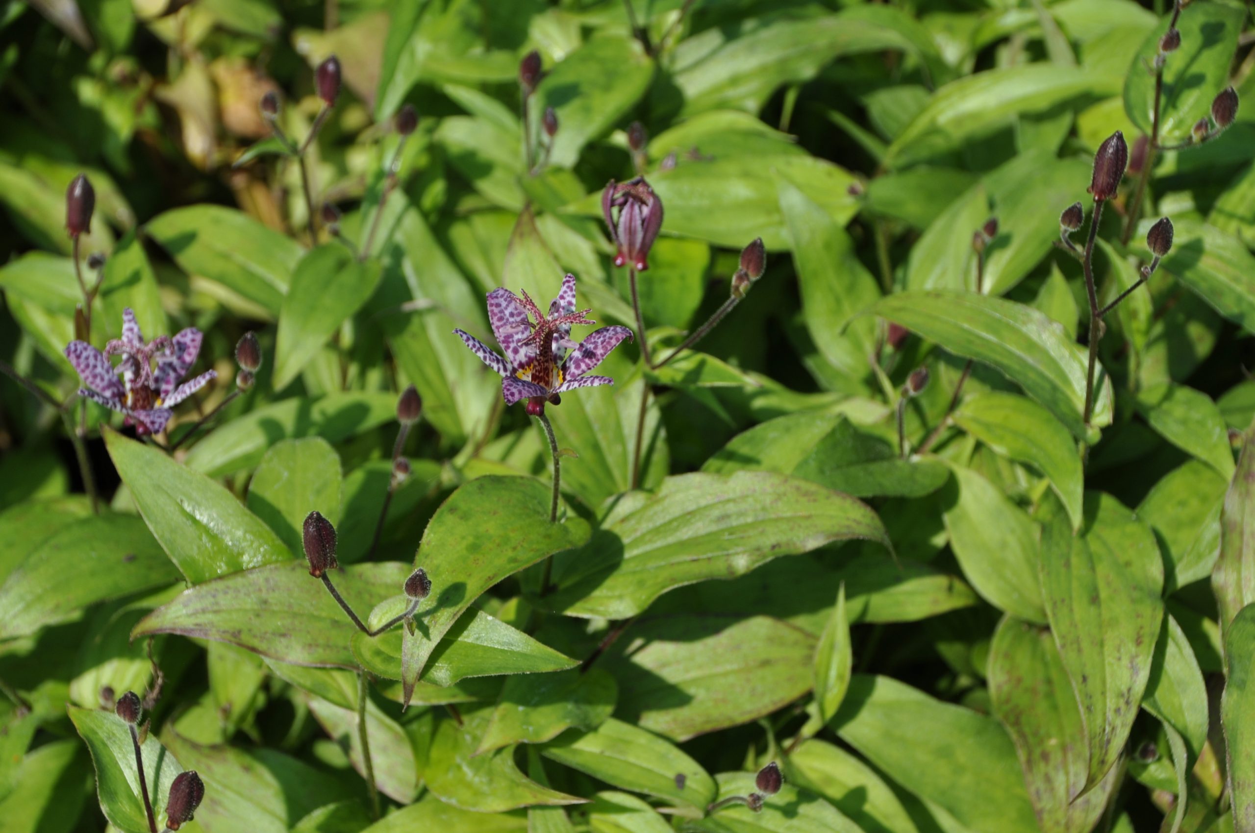 8172_tricyrtis_formosana_dark_beauty_BG_001.jpg