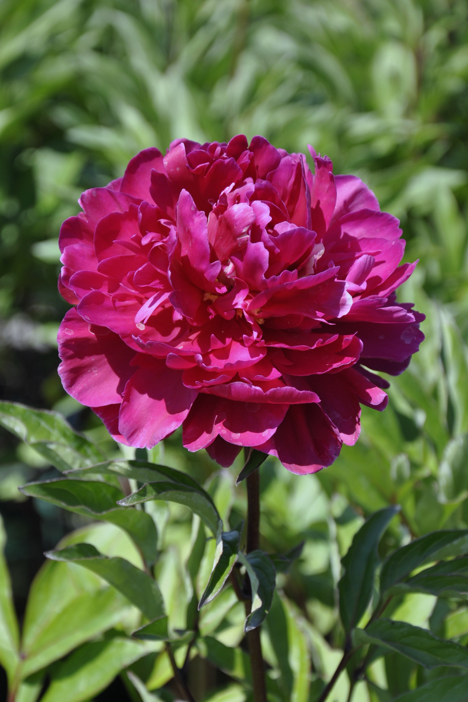 8218_paeonia_lactiflora_karl_rosenfield_BG_002.jpg